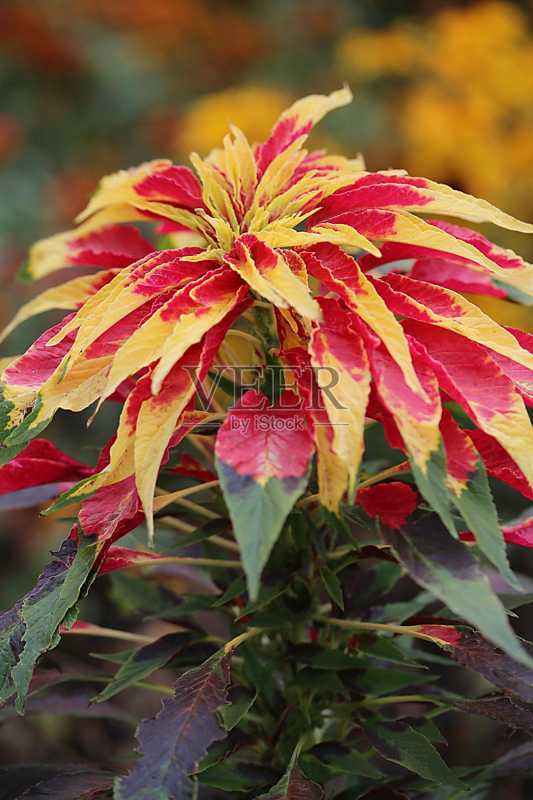 苋属植物花照片摄影图片