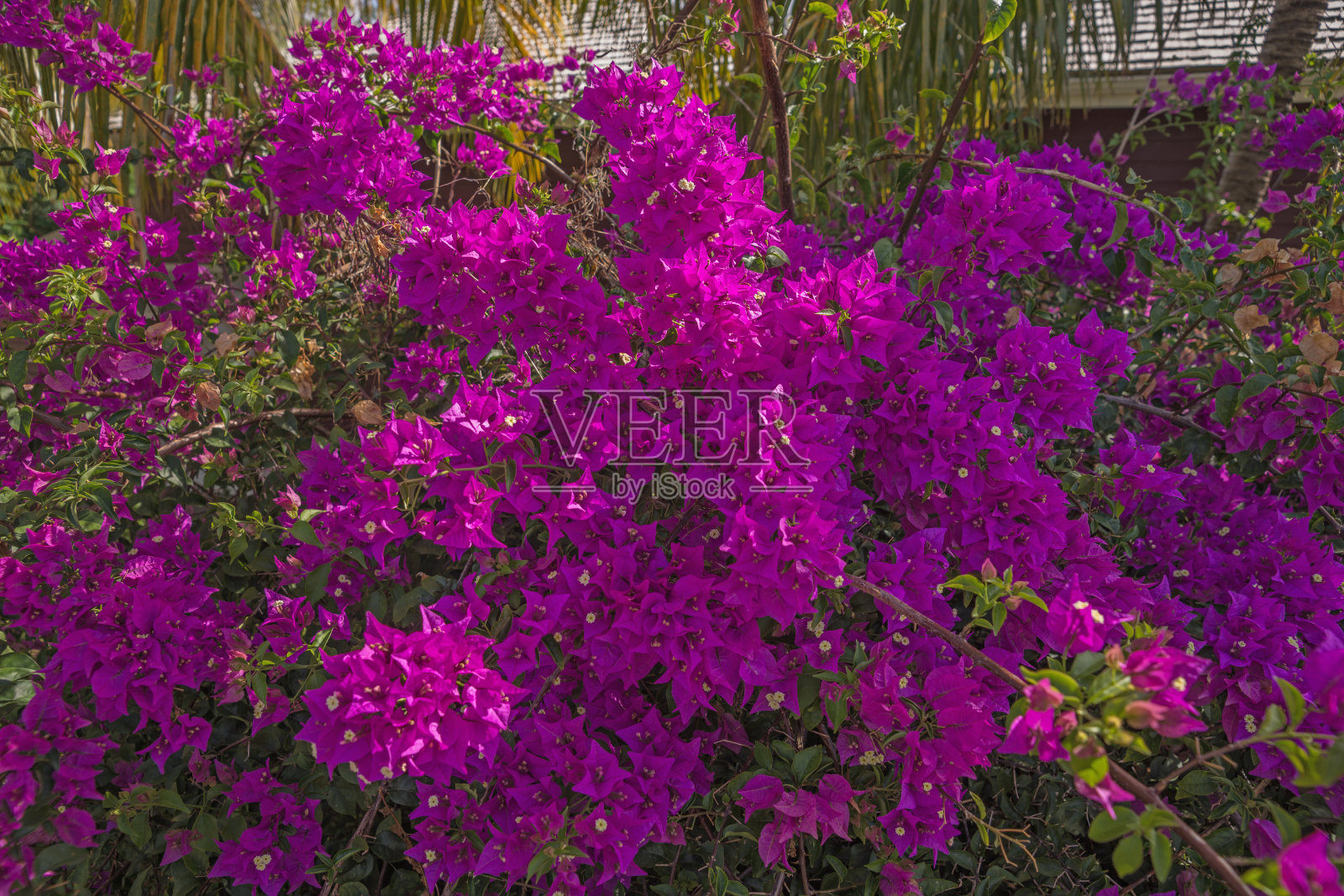 粉红色的叶子花属花照片摄影图片