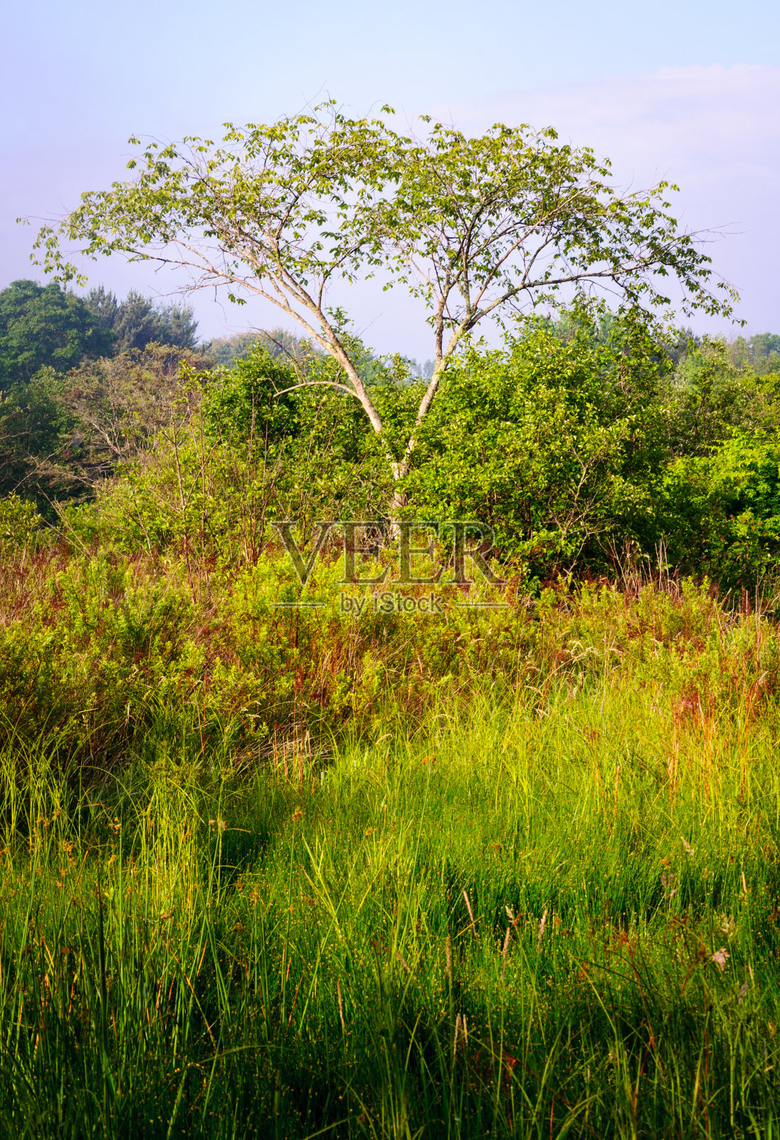 詹姆斯敦奥杜邦中心和避难所照片摄影图片