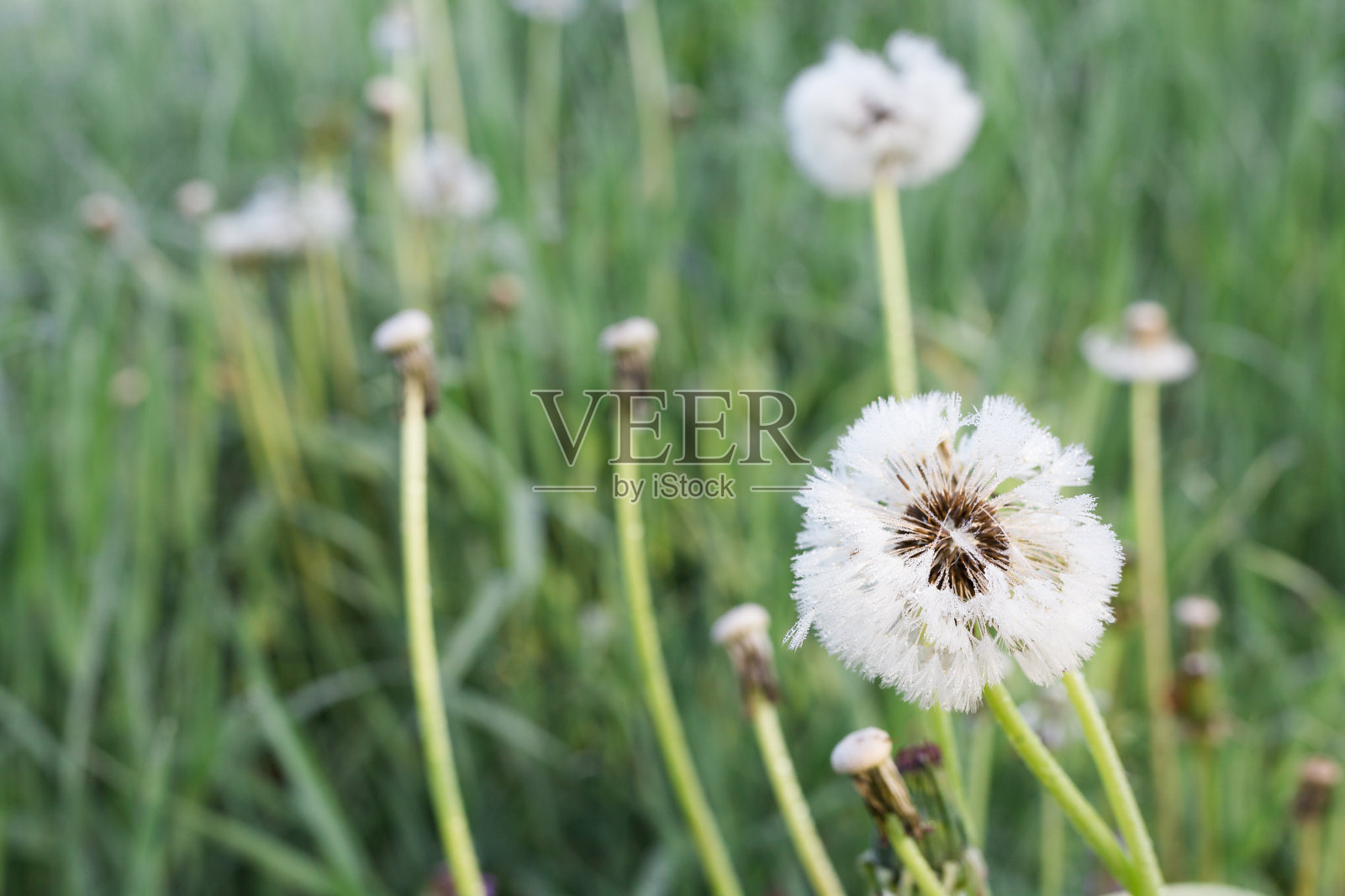 带露珠的草照片摄影图片