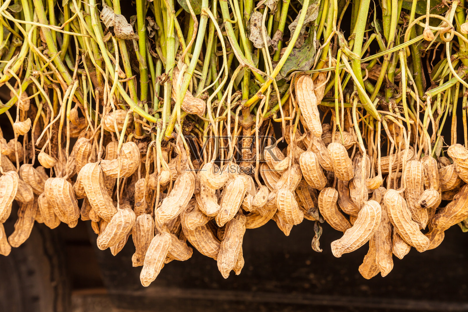 花生照片摄影图片