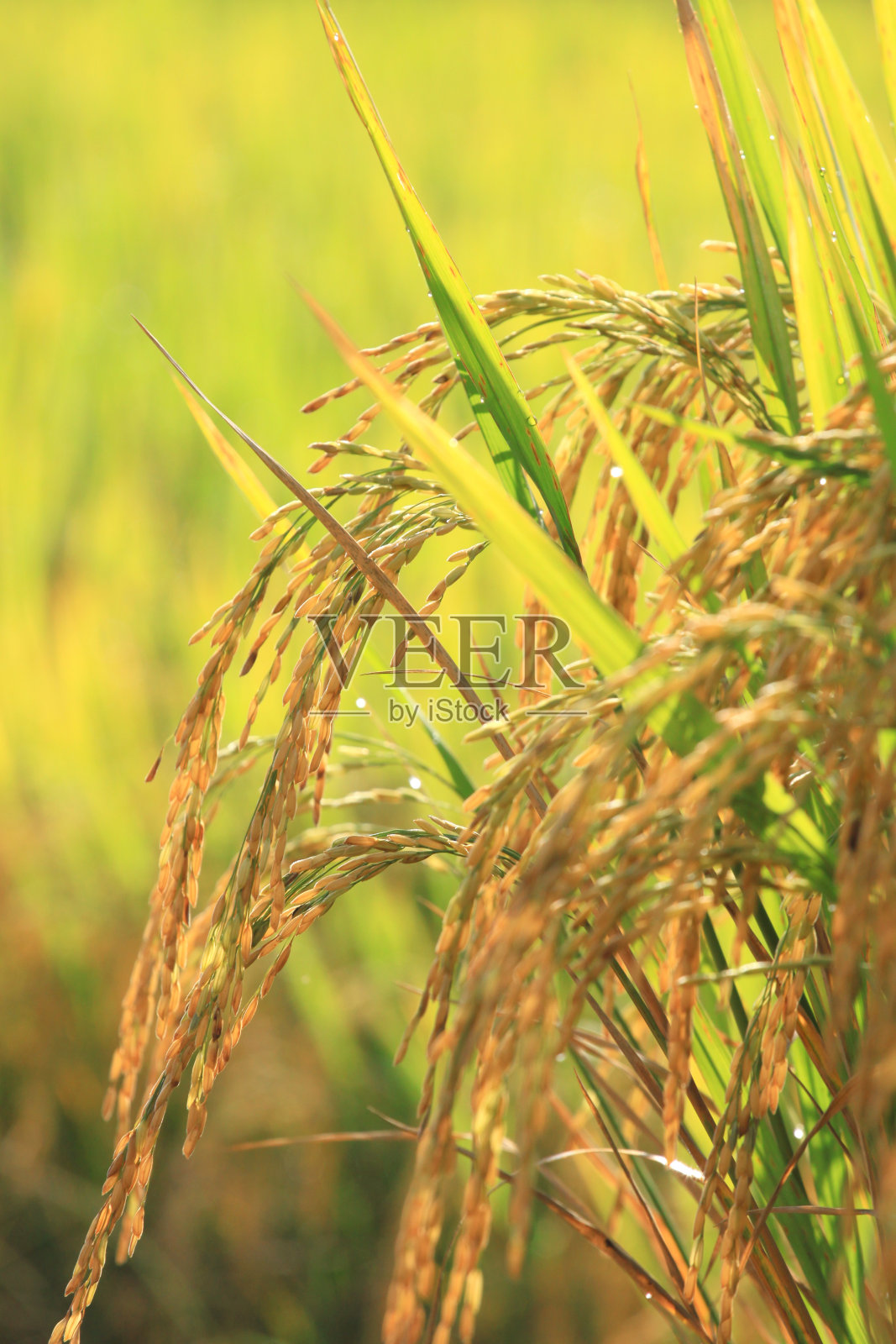 把稻田拉近照片摄影图片