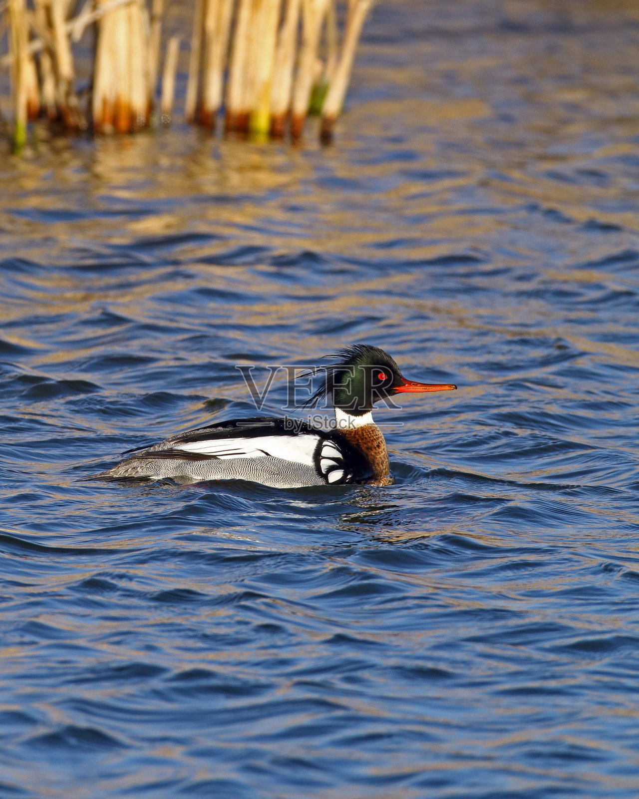 常见的Merganser Drake垂直格式照片摄影图片