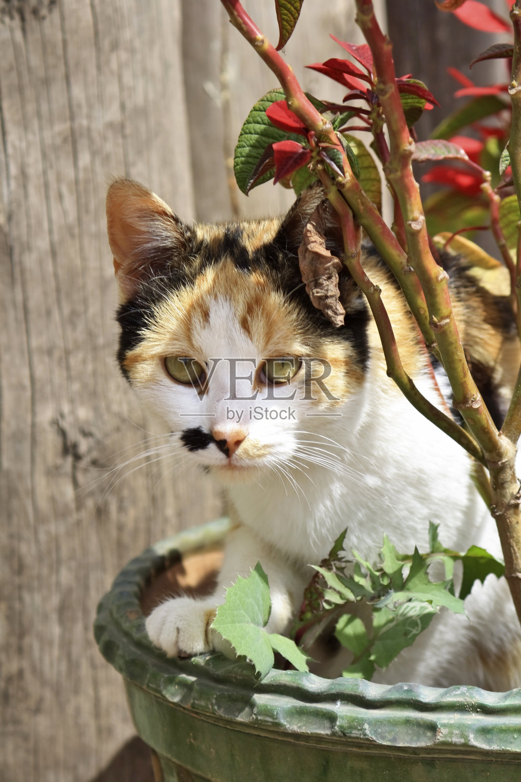 花盆里的猫照片摄影图片