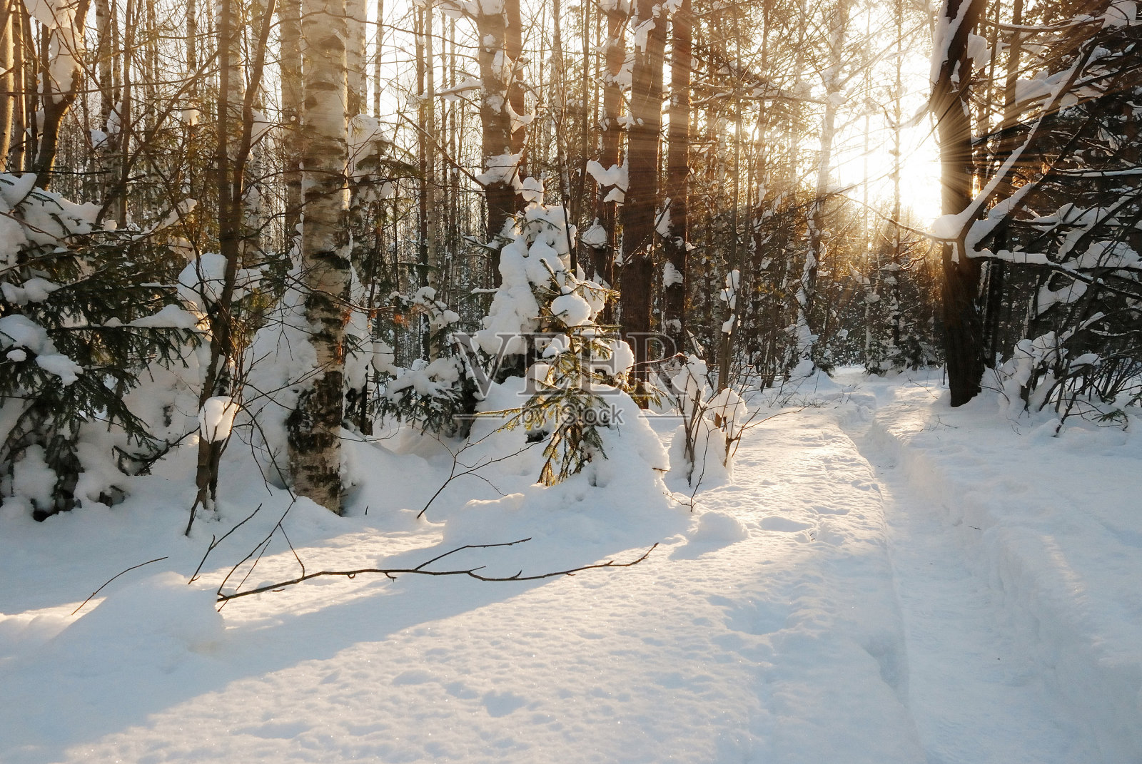 冬天的小路，一片白雪皑皑的森林，阳光灿烂照片摄影图片