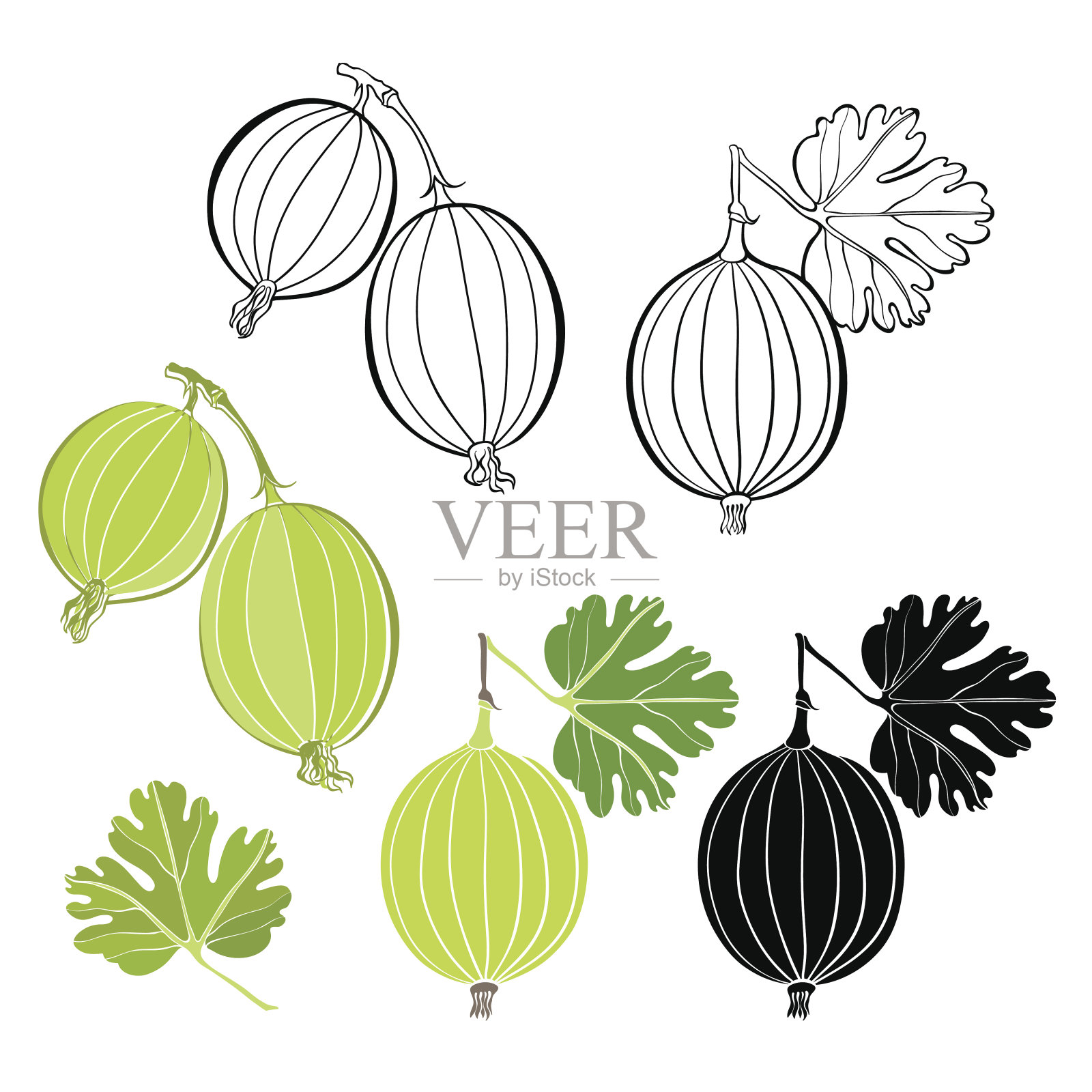 一组孤立的醋栗在白色背景上。插画图片素材