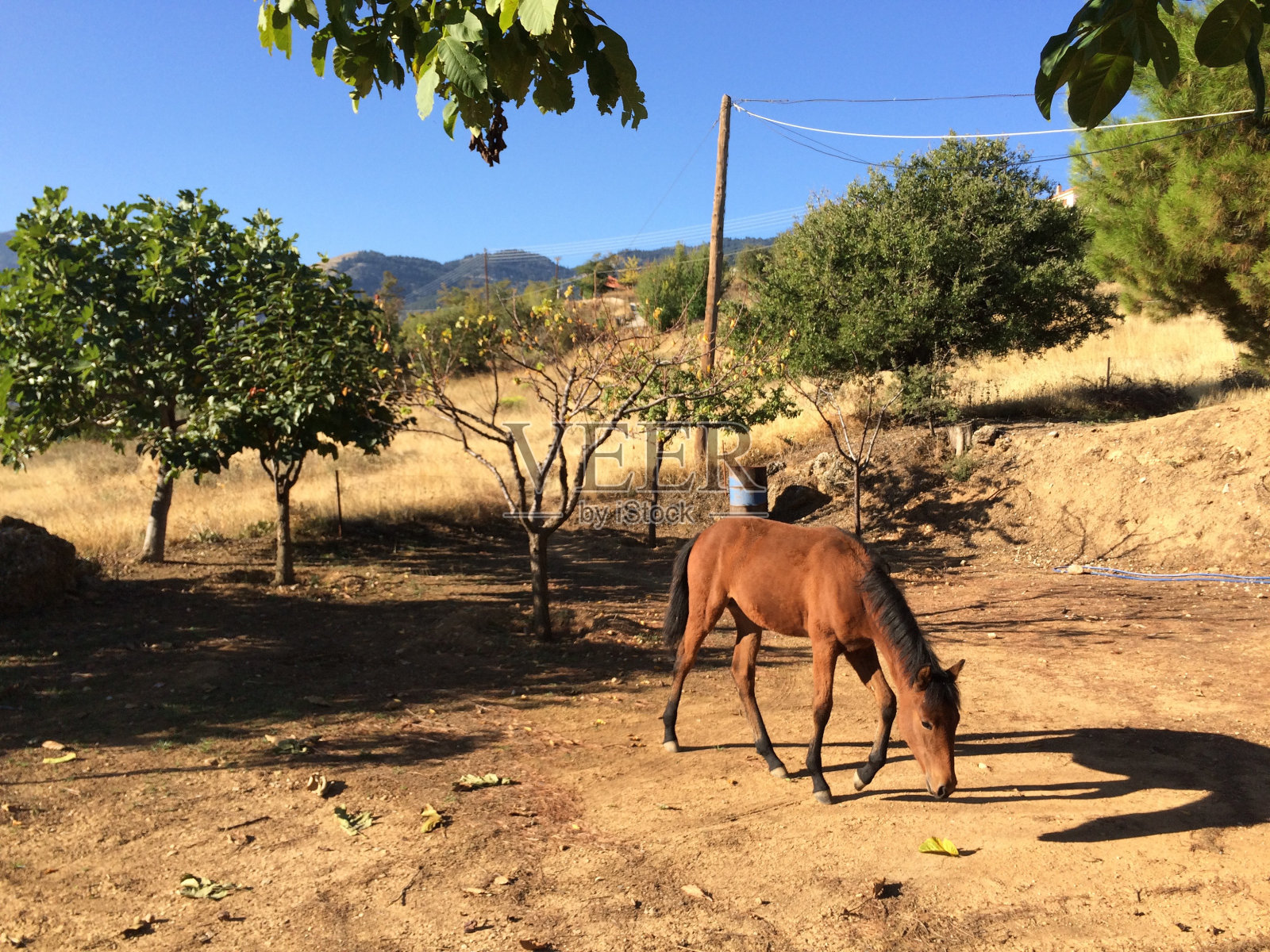马吃草照片摄影图片