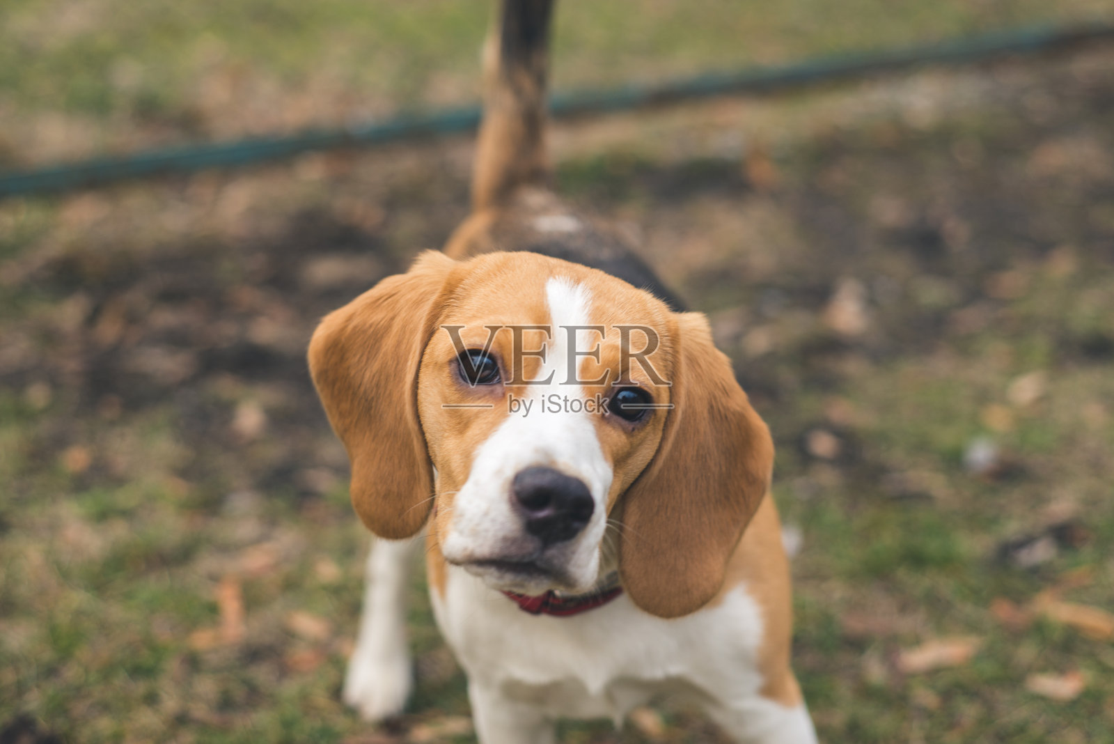 狗小猎犬照片摄影图片