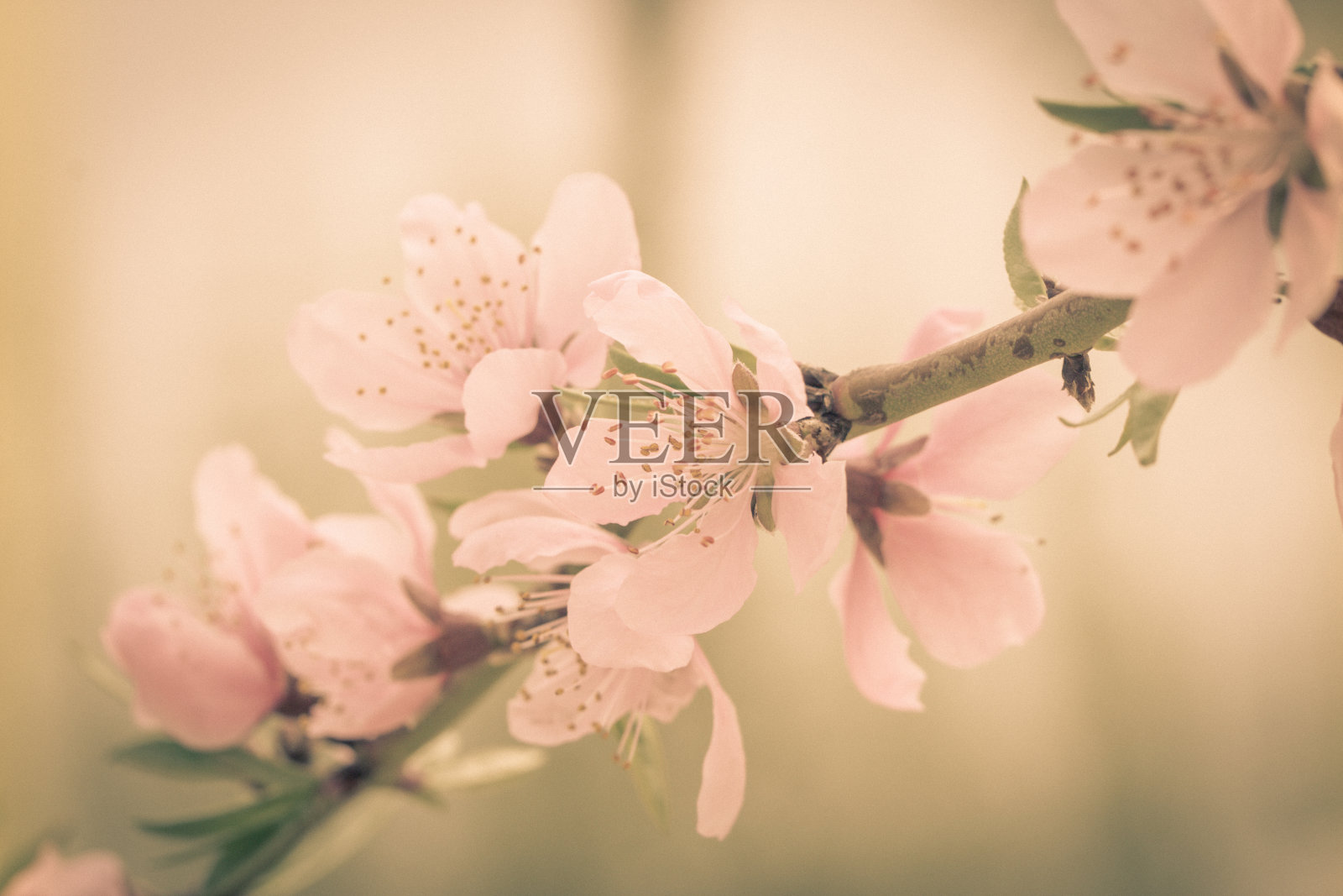 古典中国,春天照片摄影图片