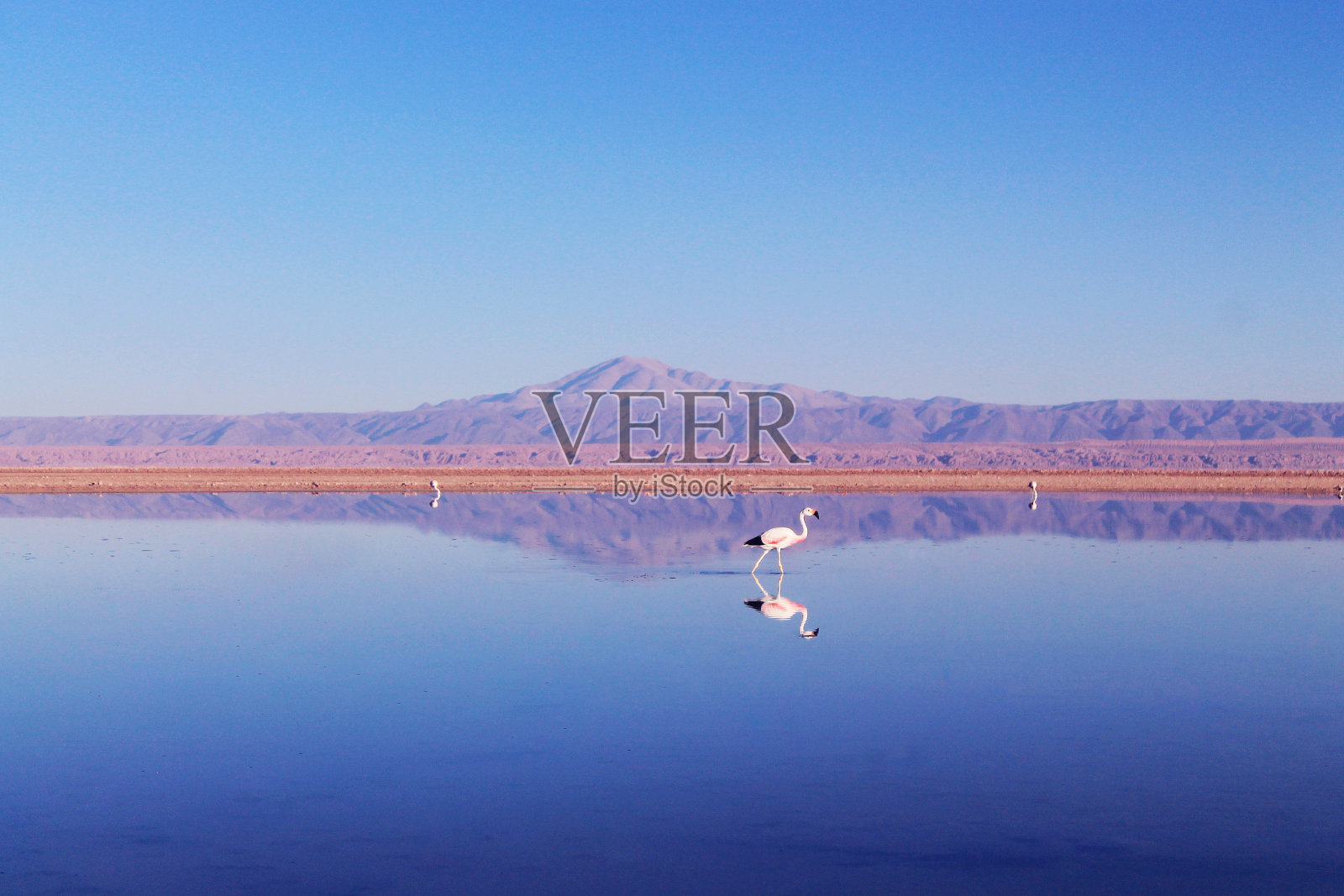 湖中的火烈鸟照片摄影图片