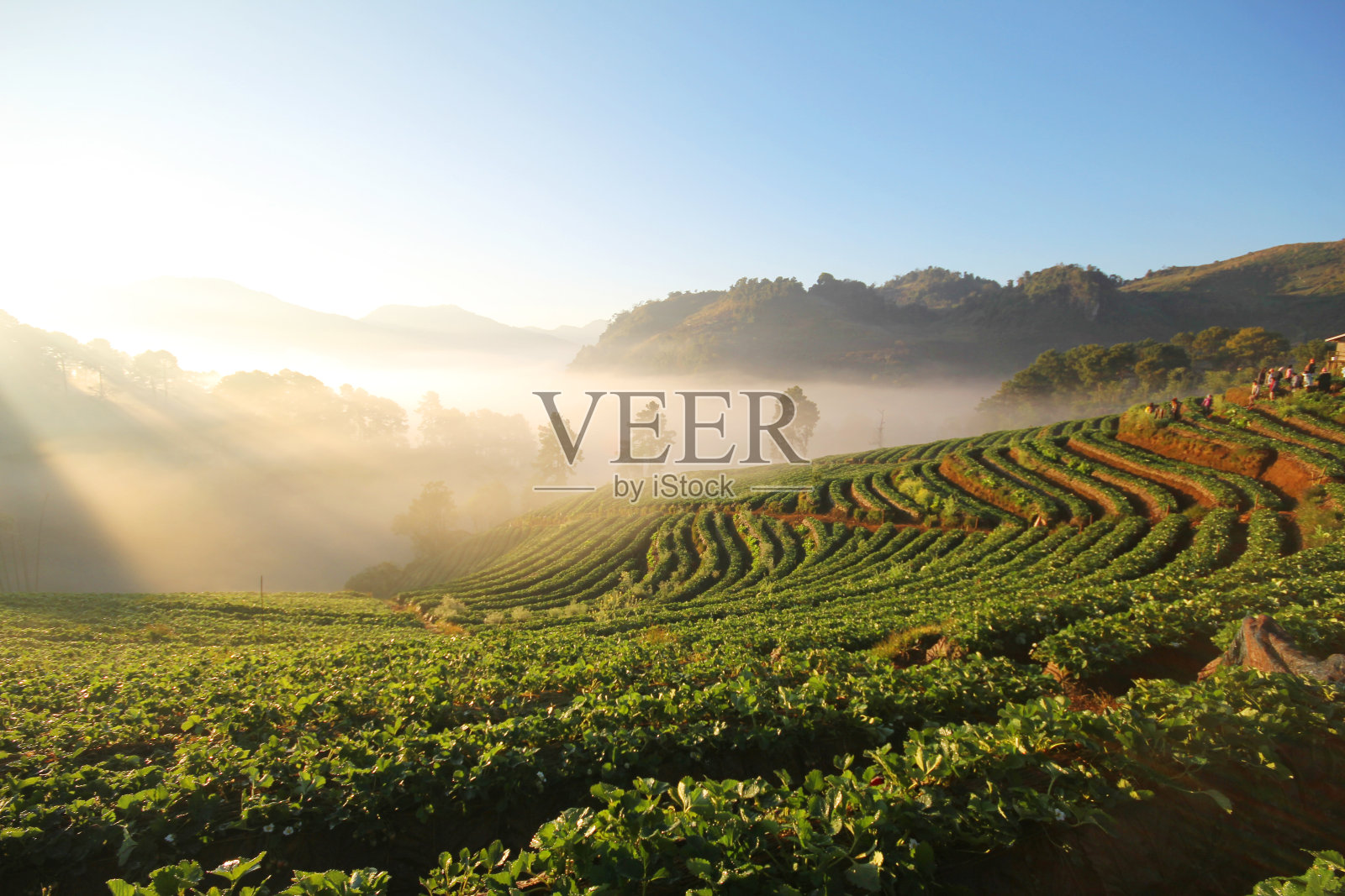 泰国清迈，Doi Angkhang山，草莓田照片摄影图片