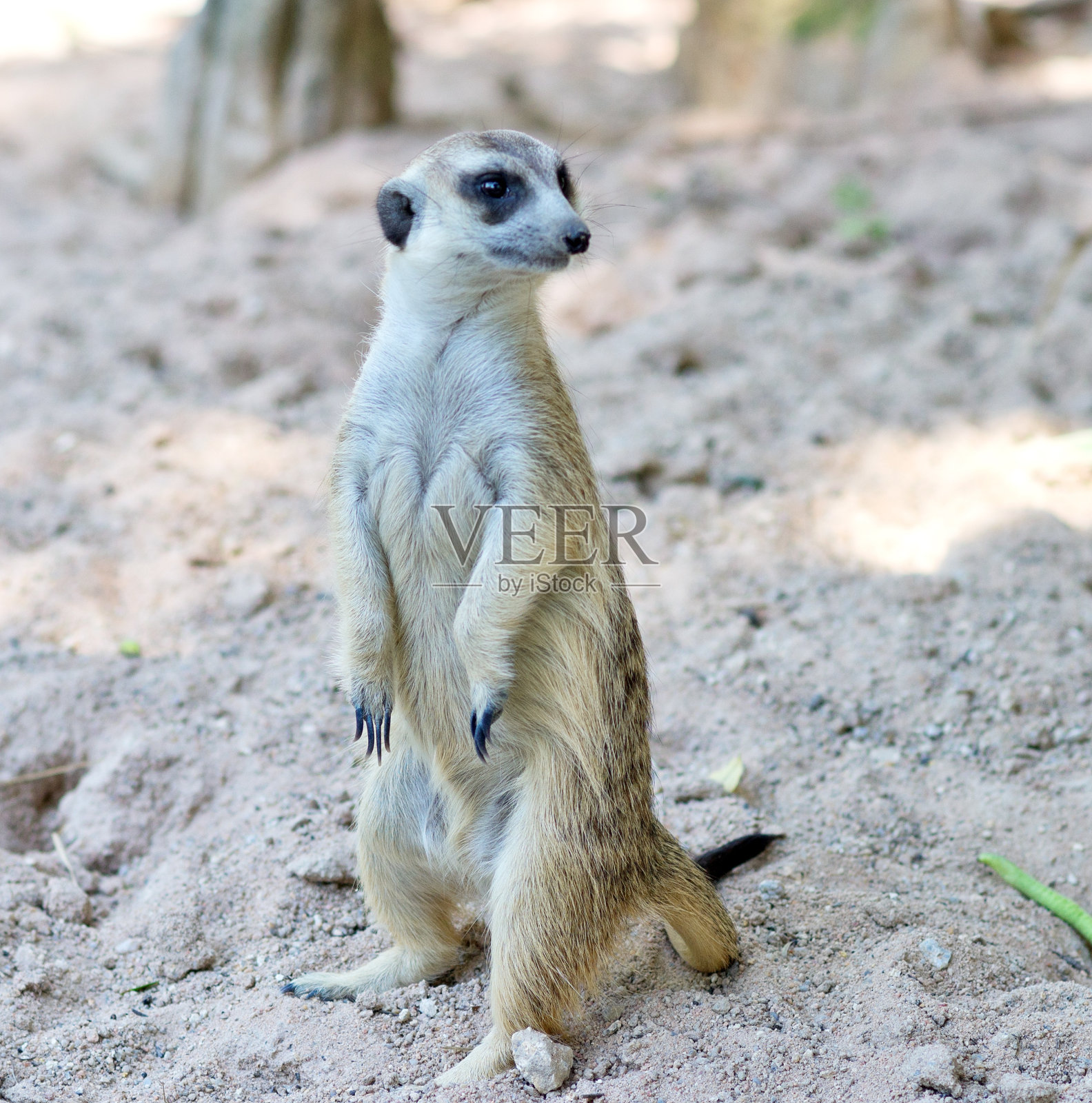 苏里卡特照片摄影图片