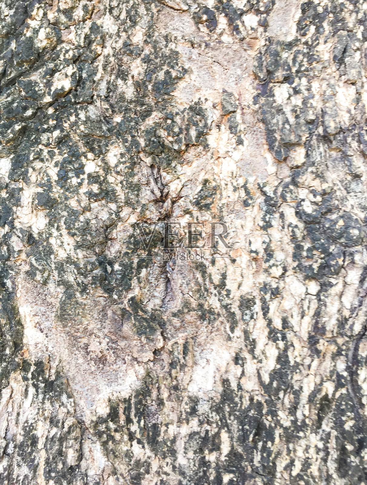 垃圾老树纹理背景照片摄影图片