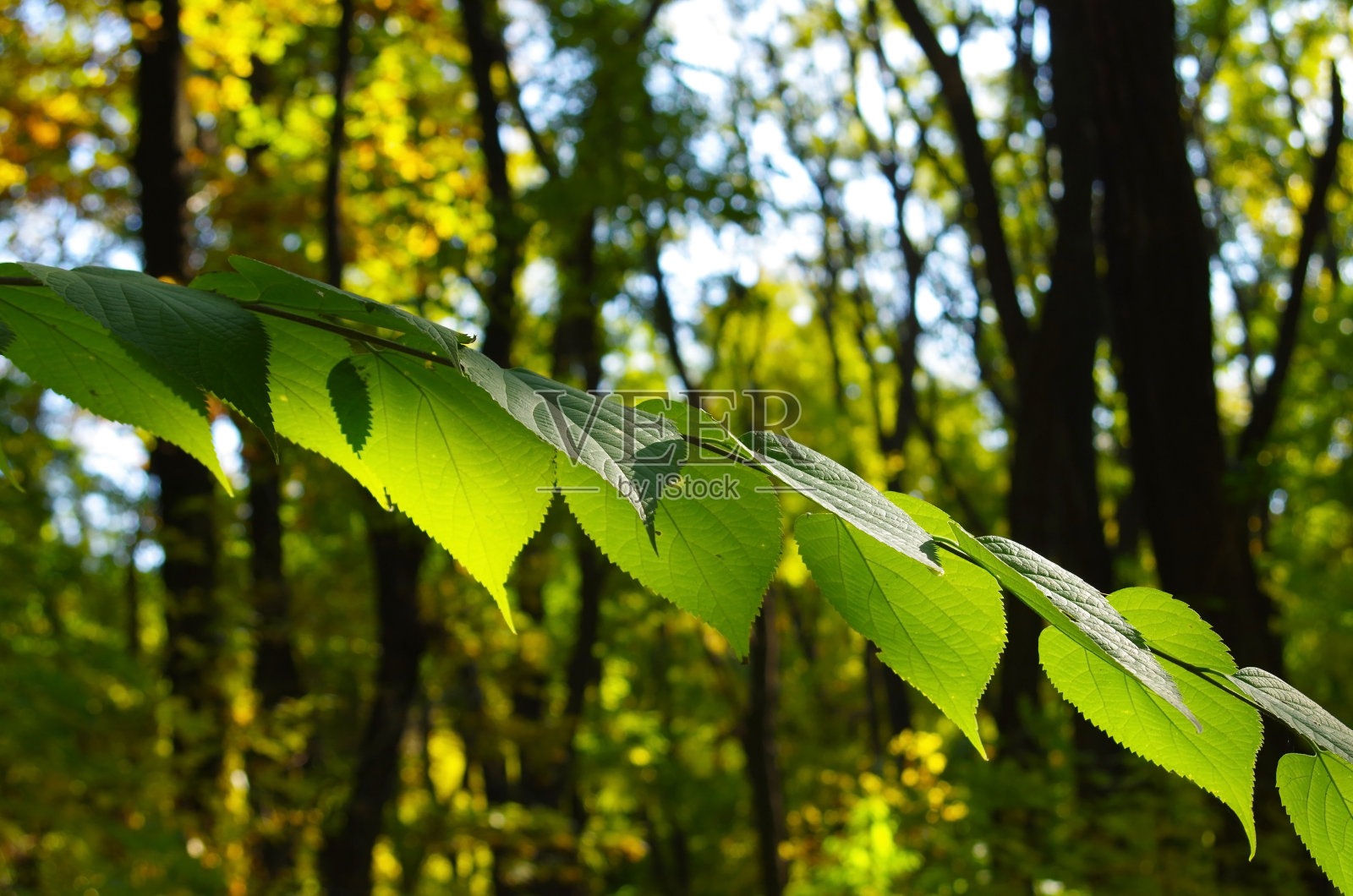 有选择地聚焦在有叶子的树枝上照片摄影图片