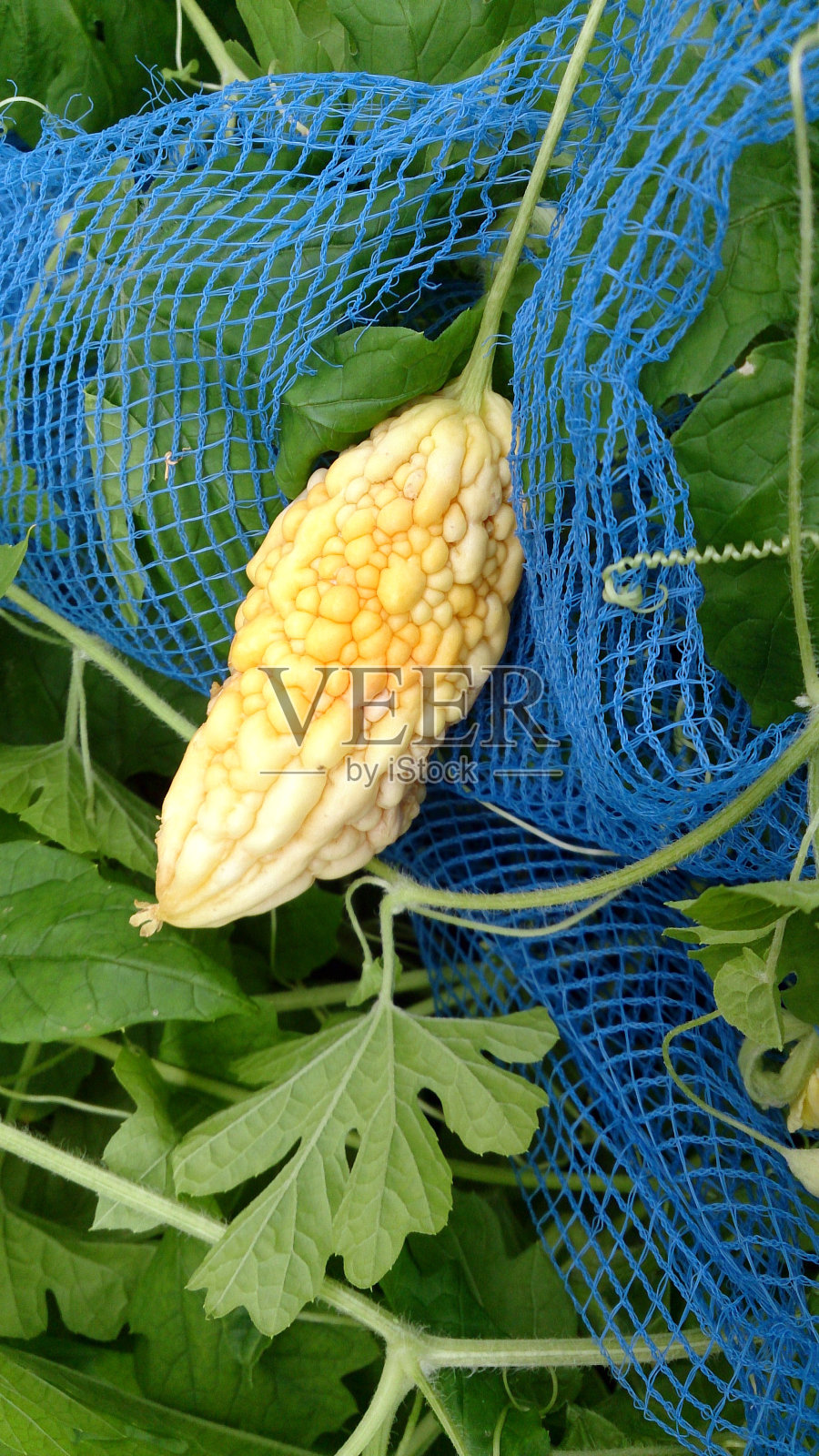 苦瓜成熟照片摄影图片