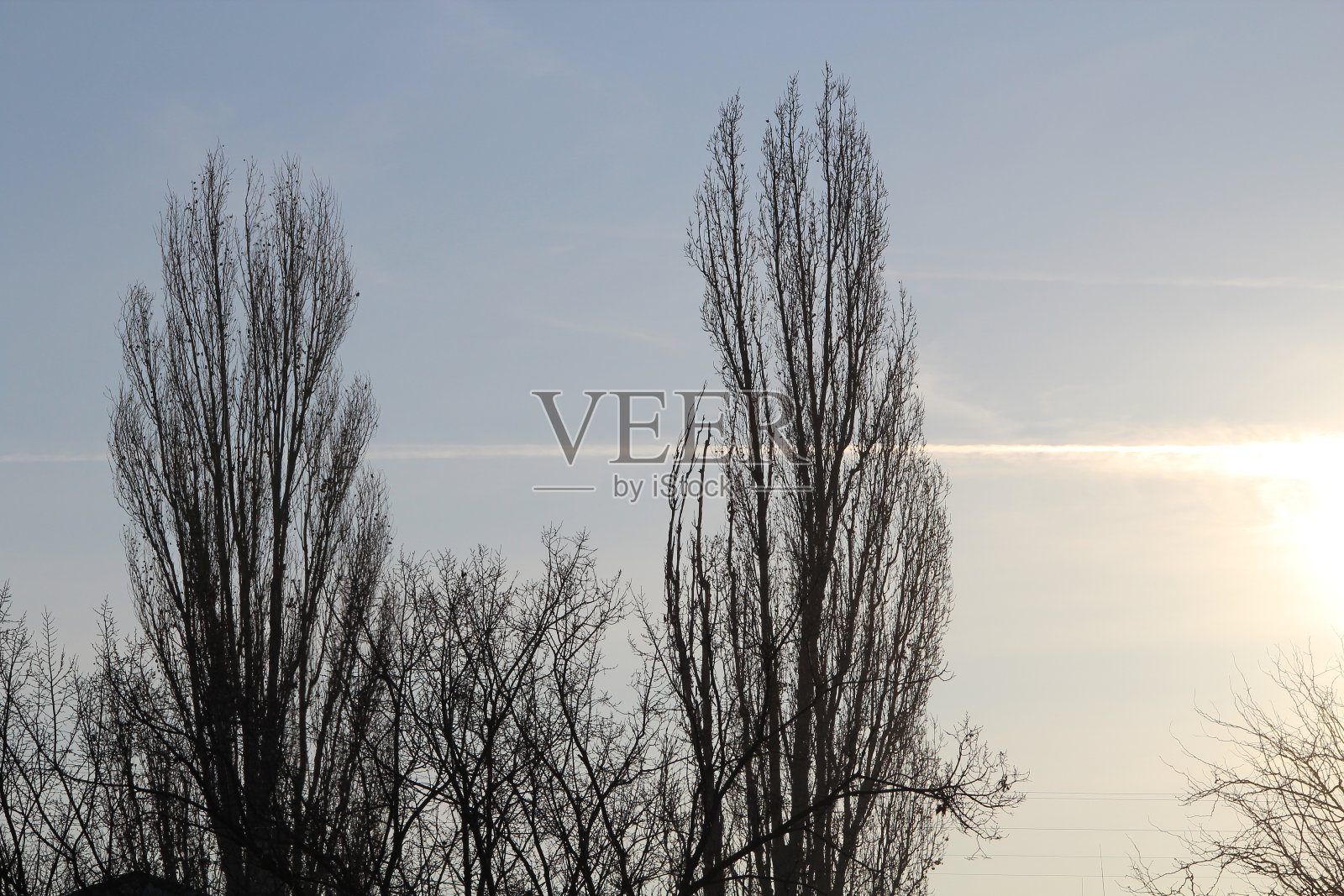 光秃秃的树干照片摄影图片