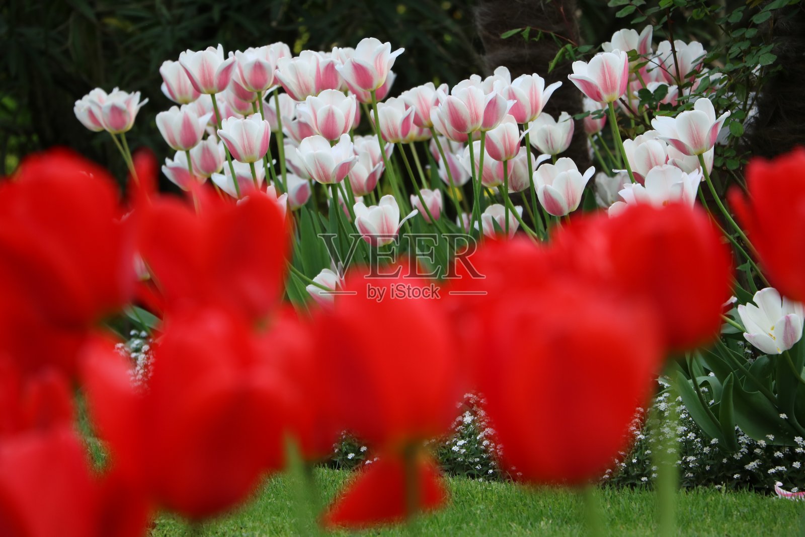 许多不同的郁金香照片摄影图片