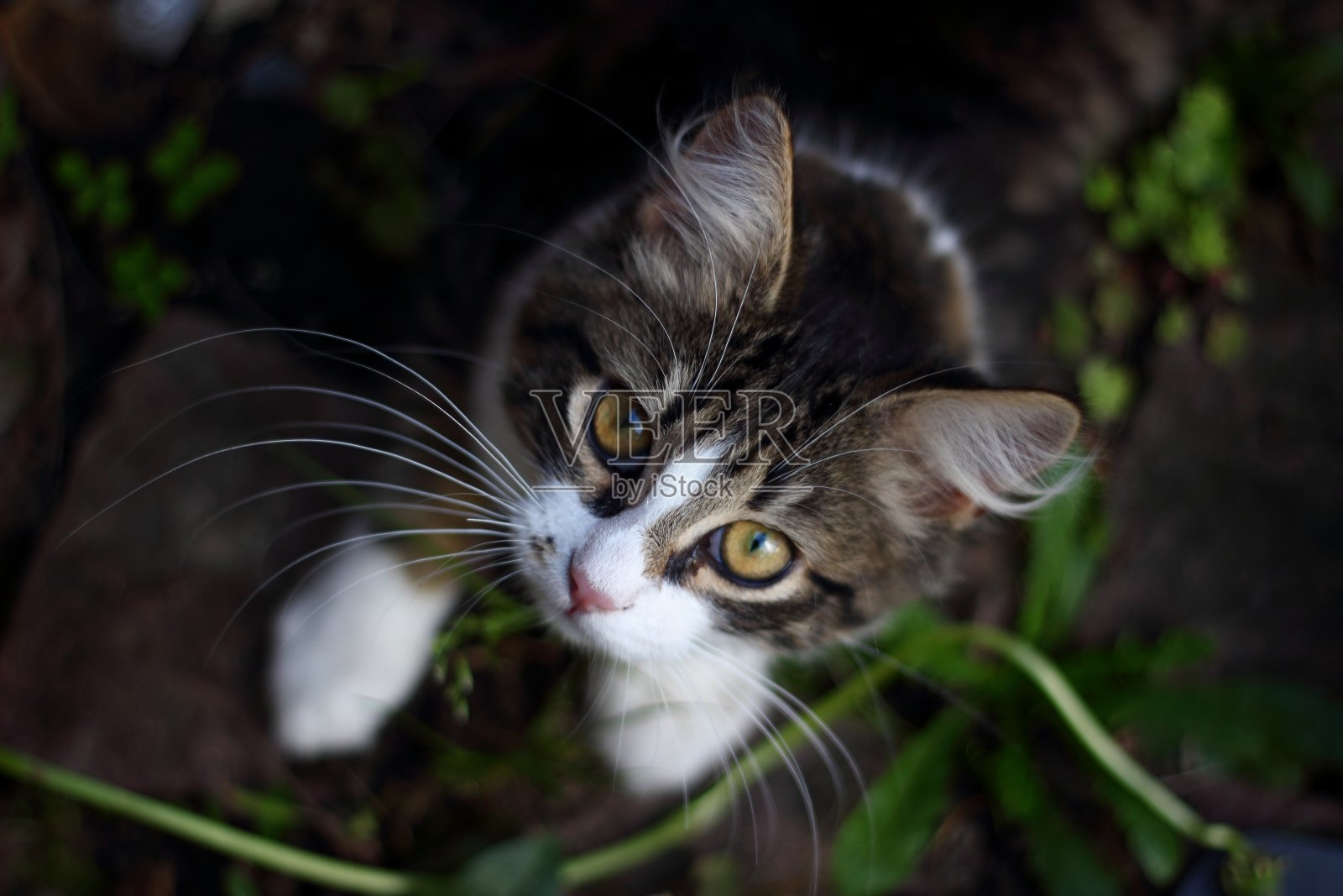 卡泽照片摄影图片