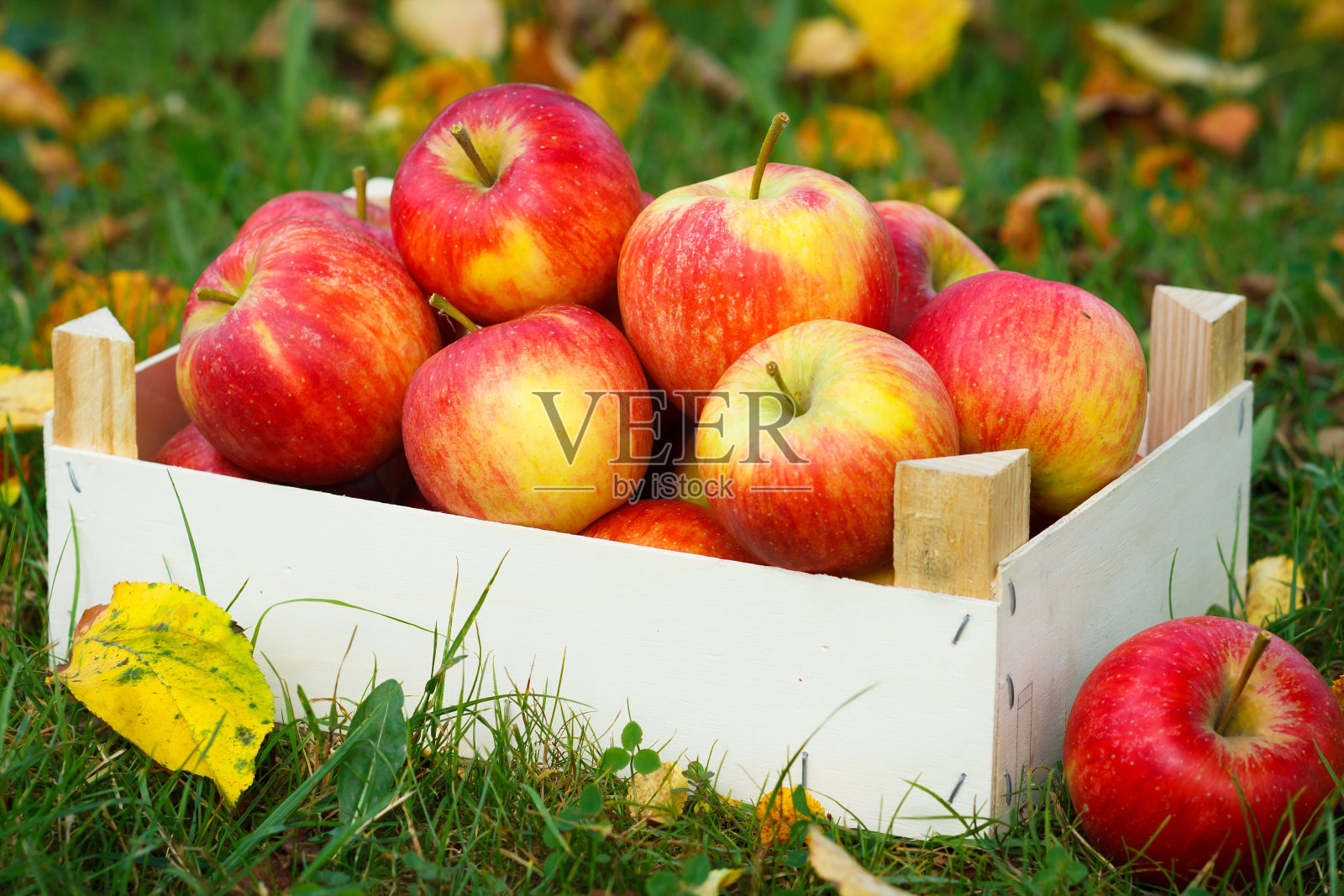 成熟的苹果照片摄影图片