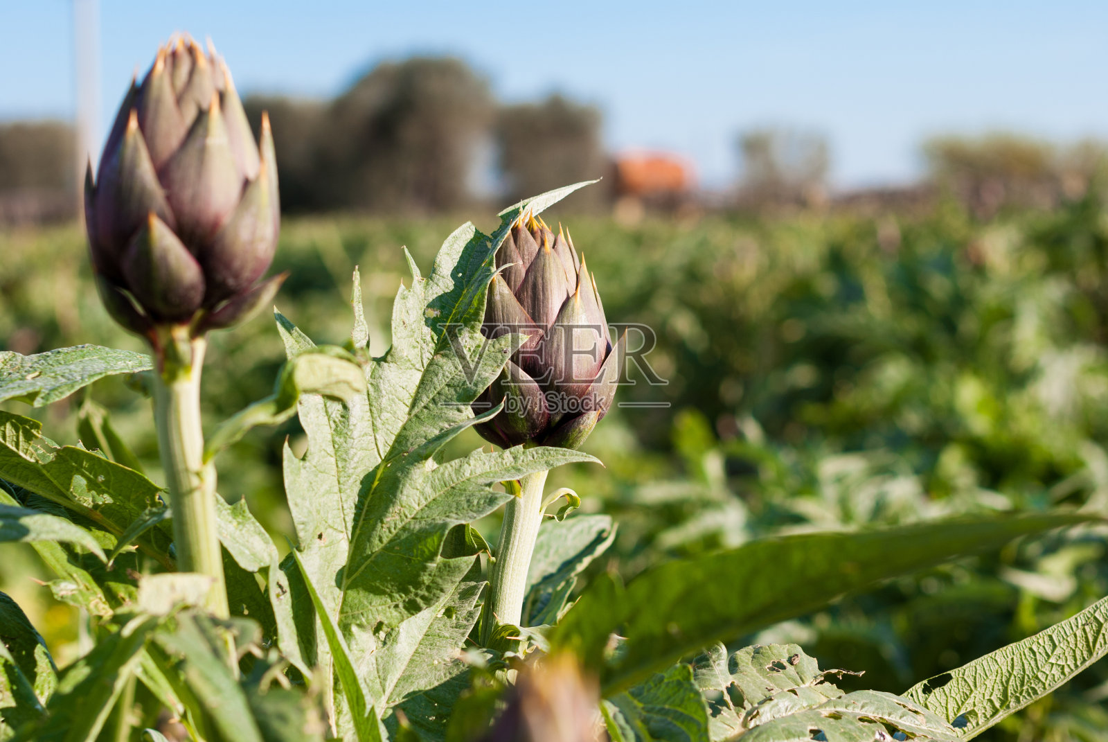 特写洋蓟植物照片摄影图片
