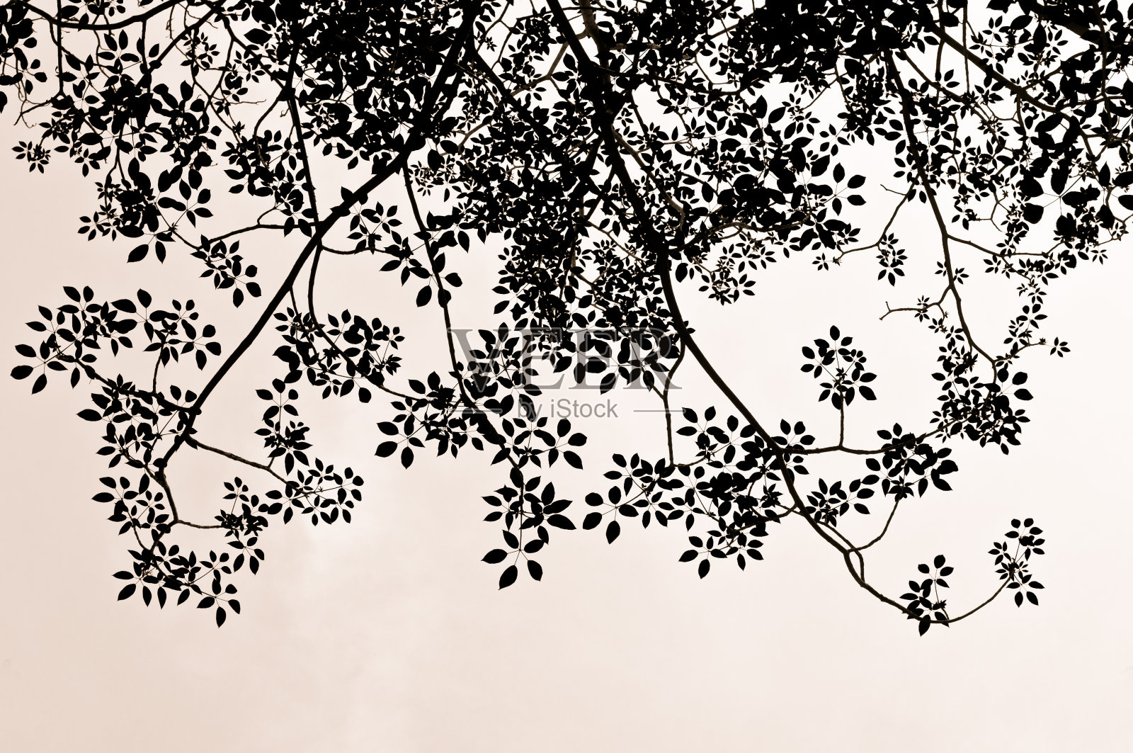 树的轮廓照片摄影图片