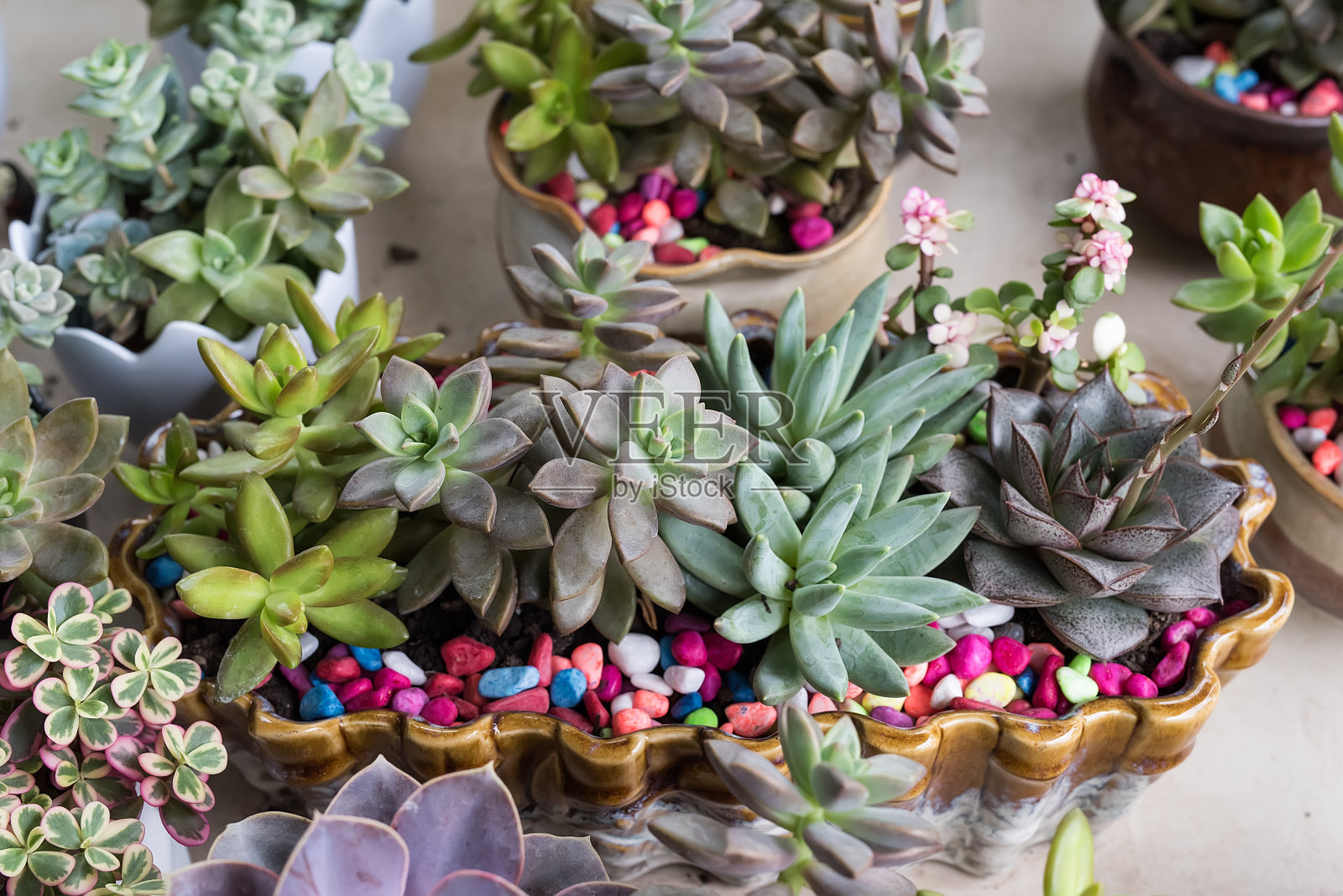微型多汁植物照片摄影图片