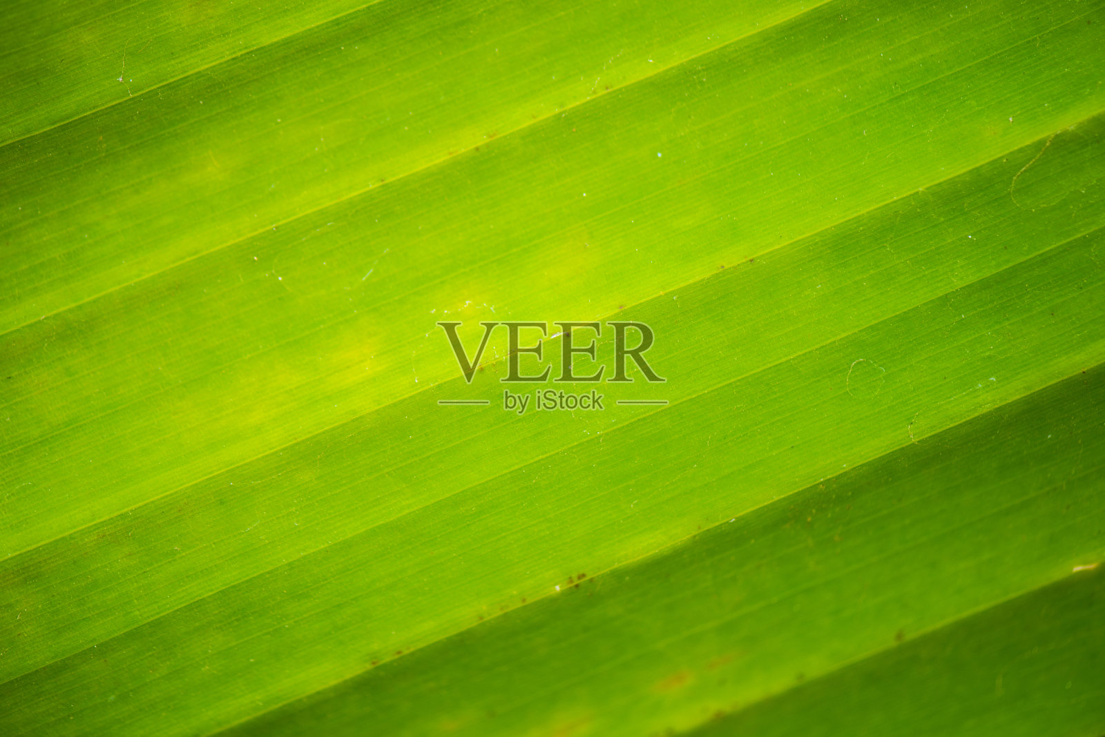 植物叶子的质地。绿色照片摄影图片