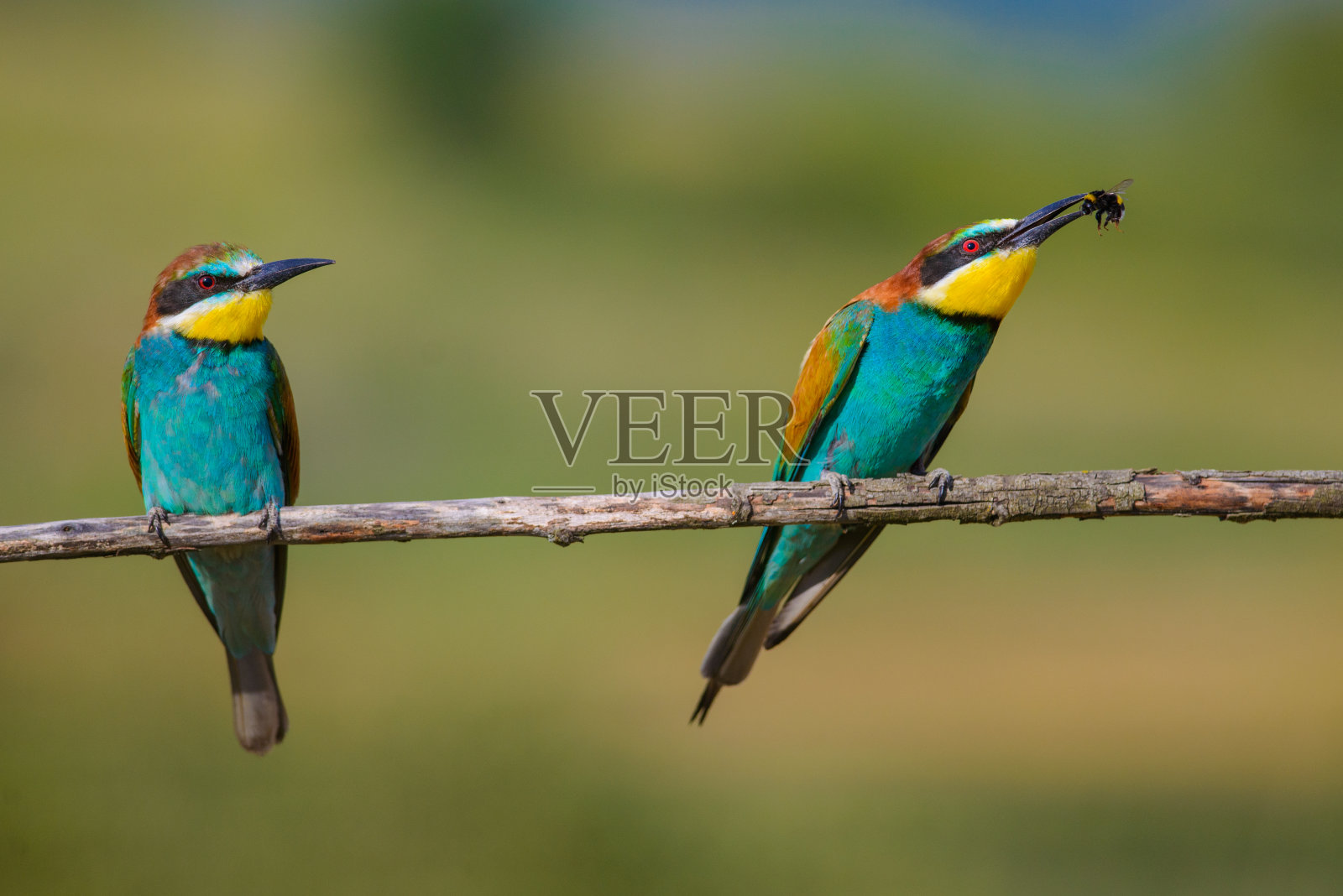 两只食蜂鸟坐在树枝上照片摄影图片