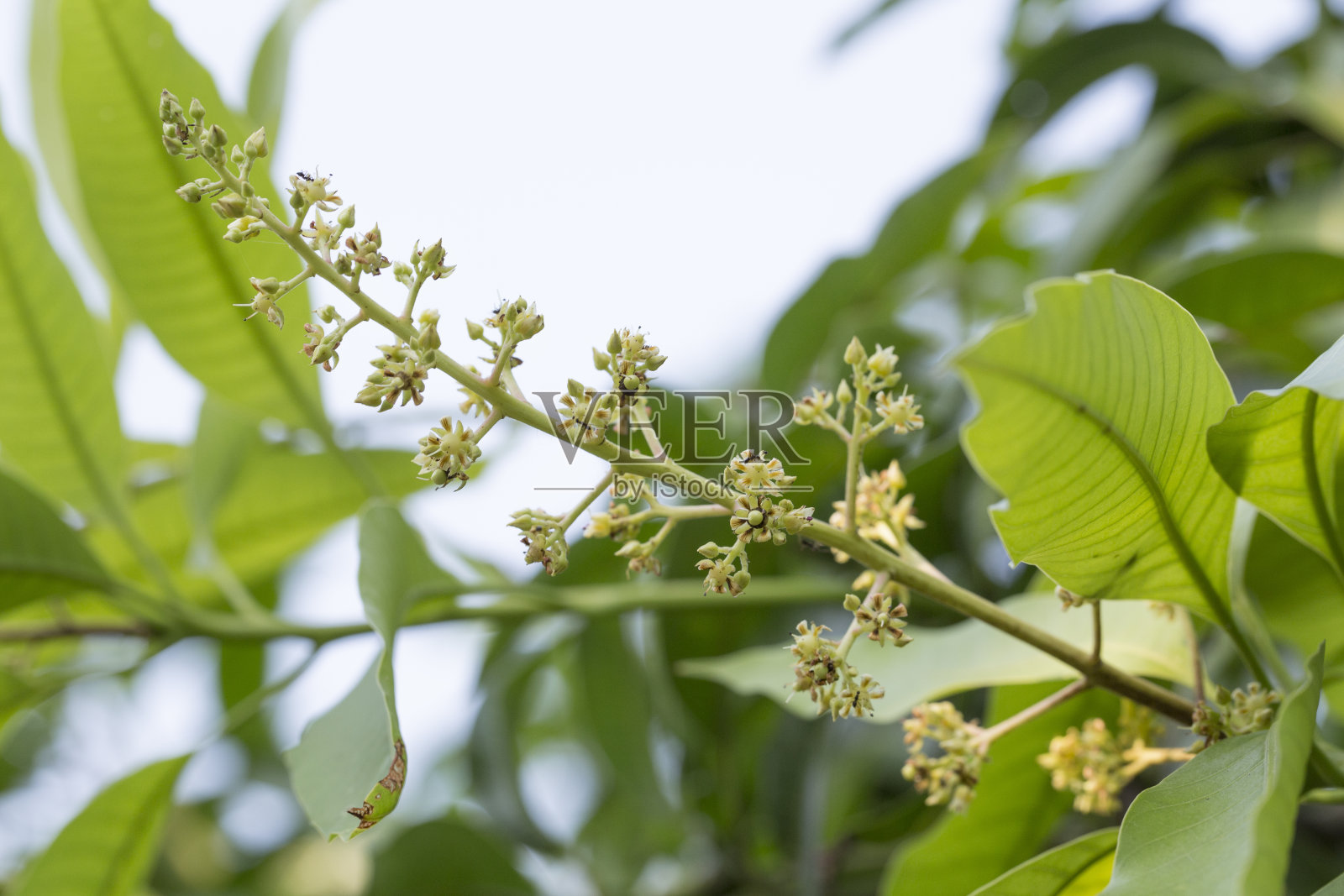 芒果树上的黄色芒果花照片摄影图片
