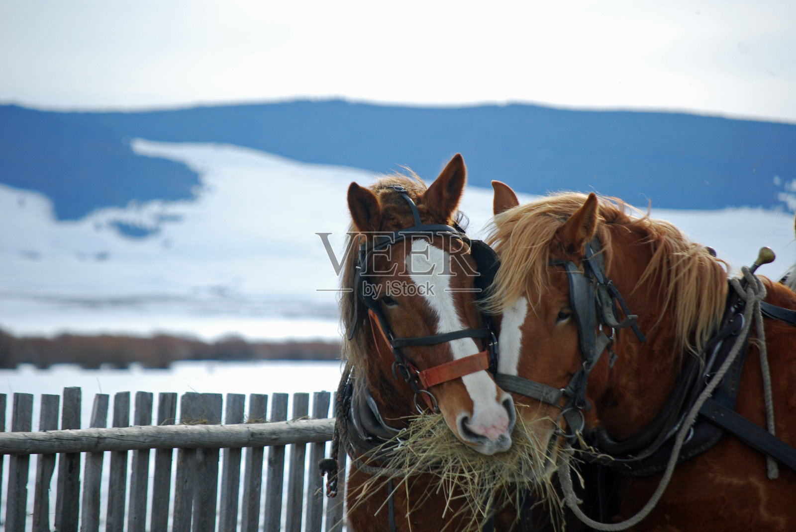 漂亮的役用马在吃干草。照片摄影图片
