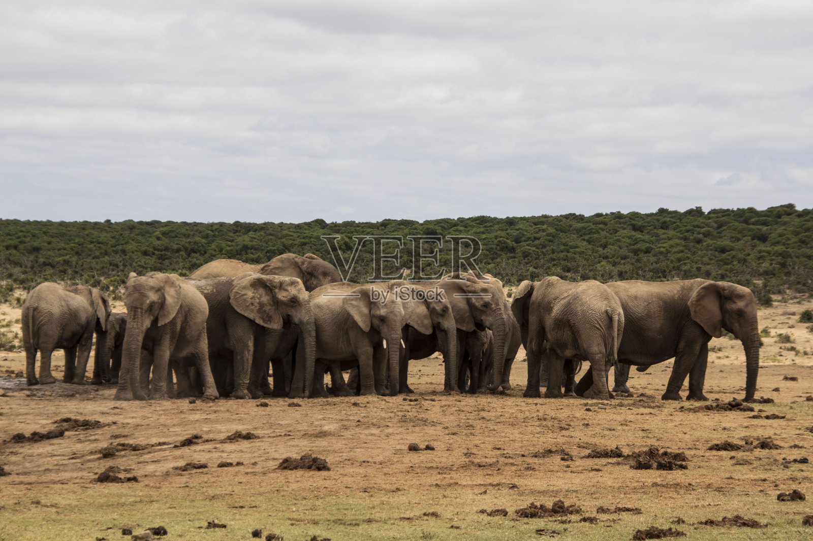 大象照片摄影图片