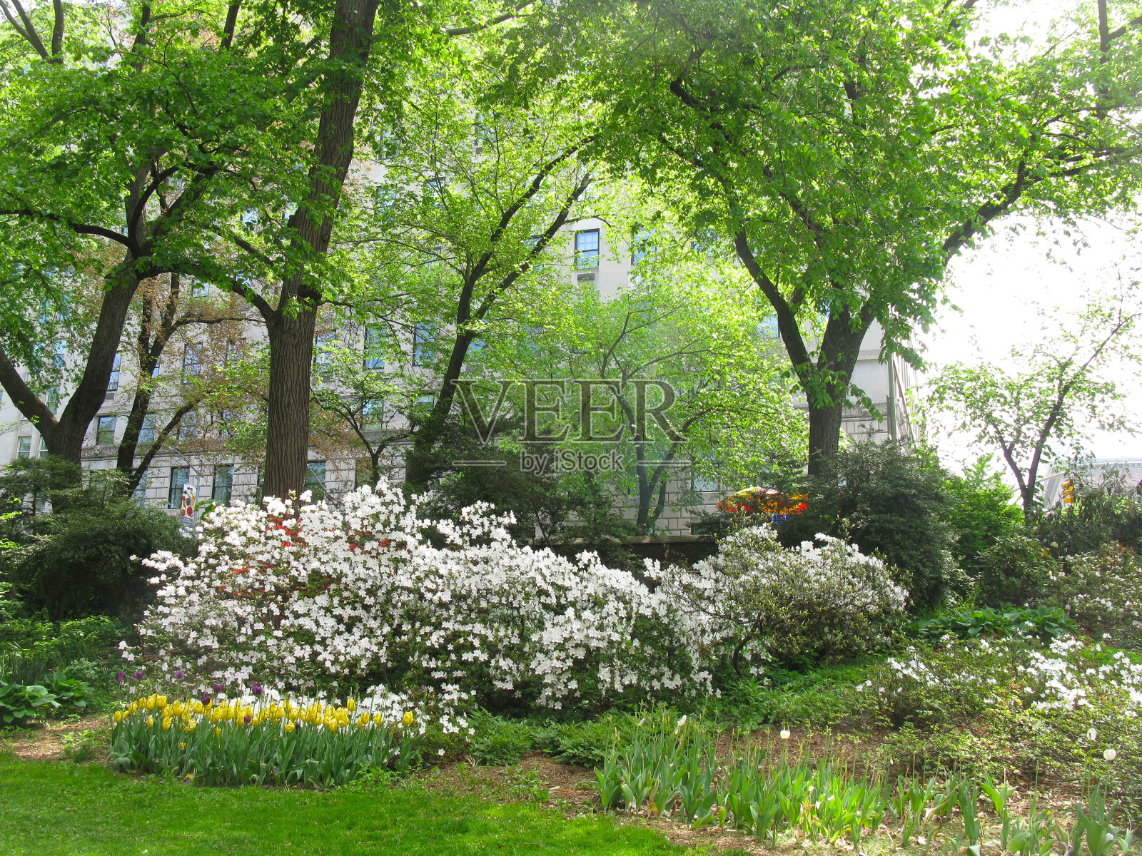 春天的中央公园，望向第五大道照片摄影图片