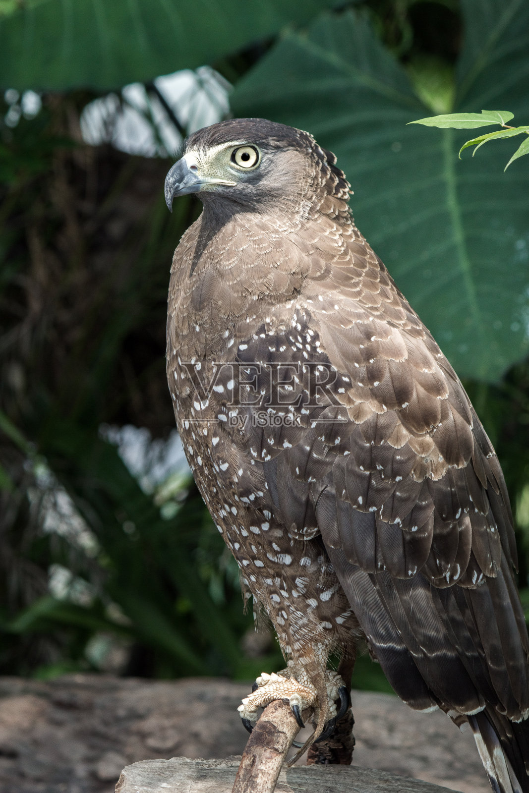 鹰的眼睛照片摄影图片