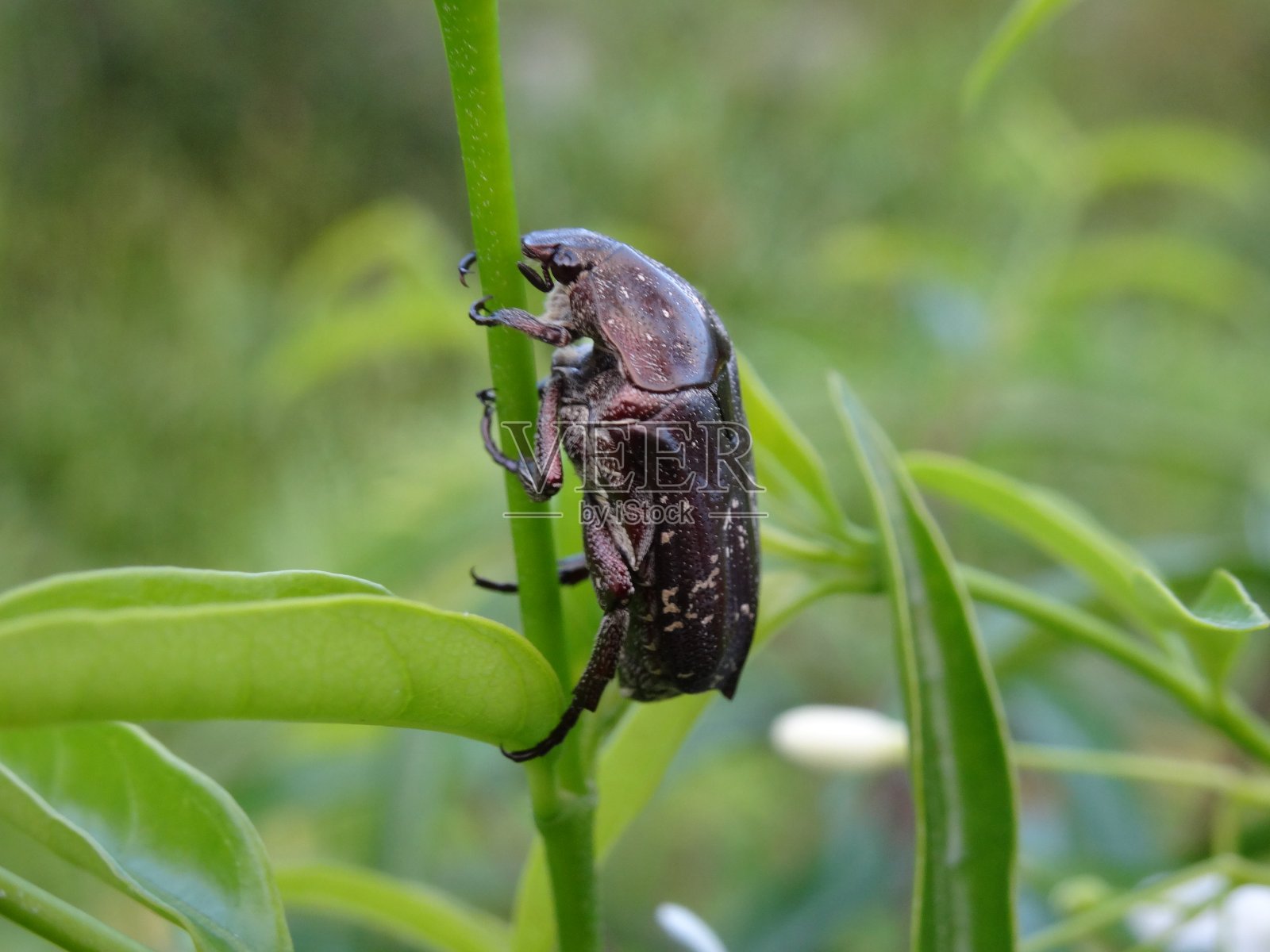 树叶上的虫子照片摄影图片