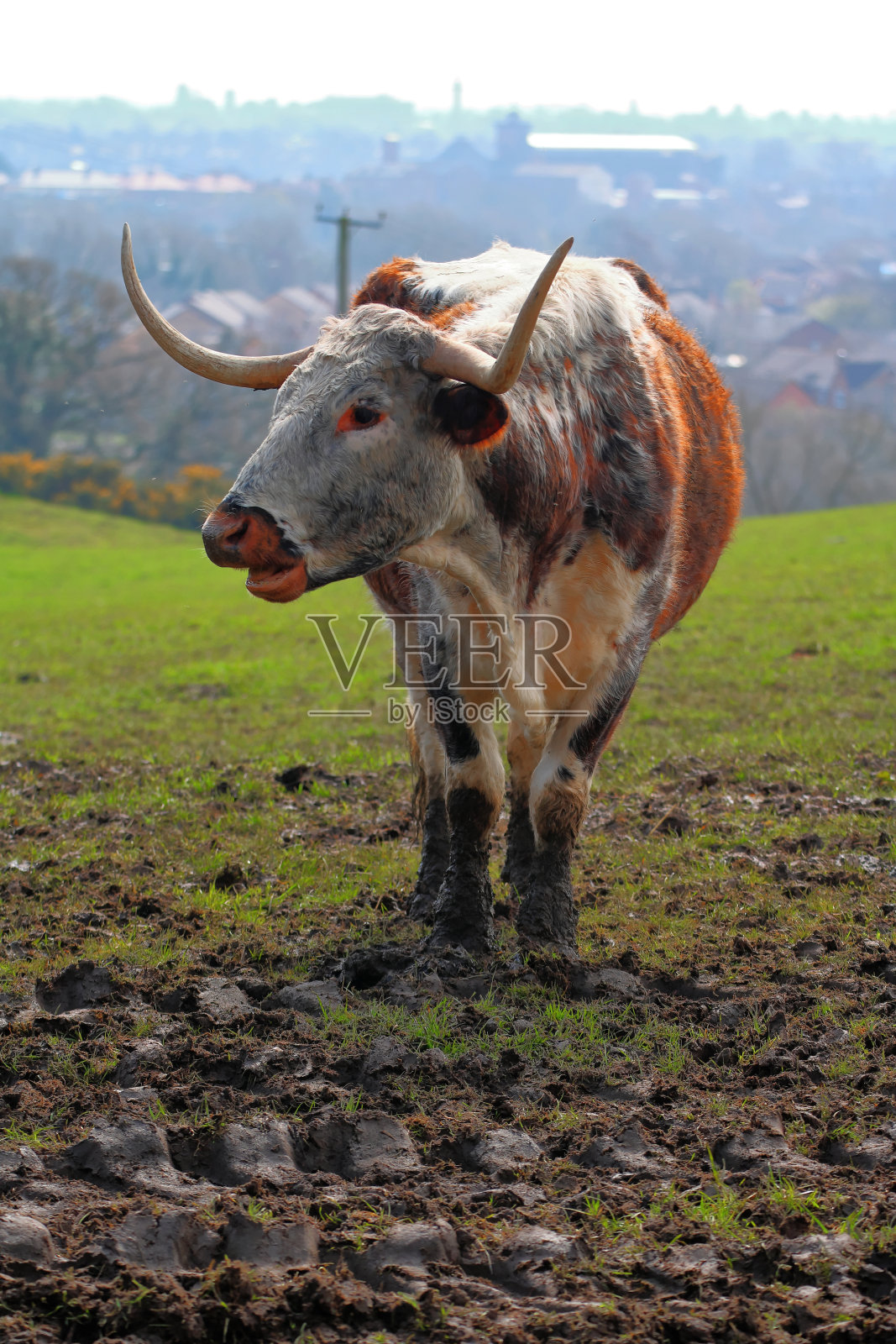 长角牛。照片摄影图片