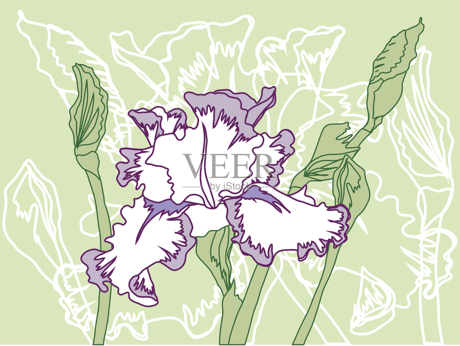 白色紫罗兰蝴蝶花在绿色的背景插画图片素材