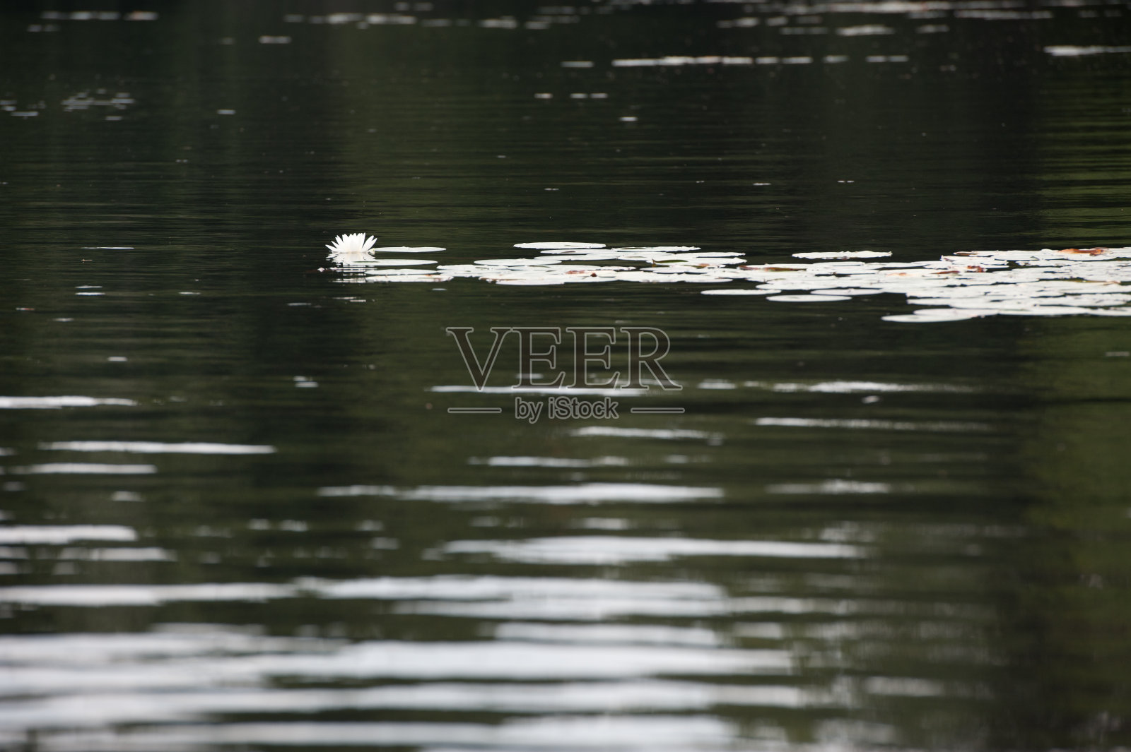白色的睡莲在安静的湖面上照片摄影图片