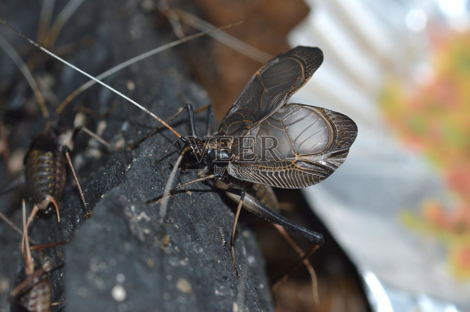 同质化的亚波尼库斯照片摄影图片