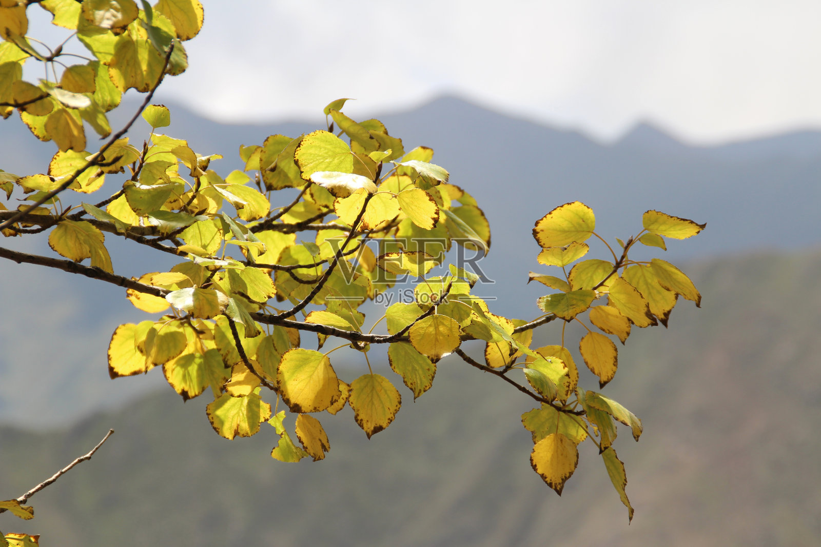 秋天的落叶照片摄影图片