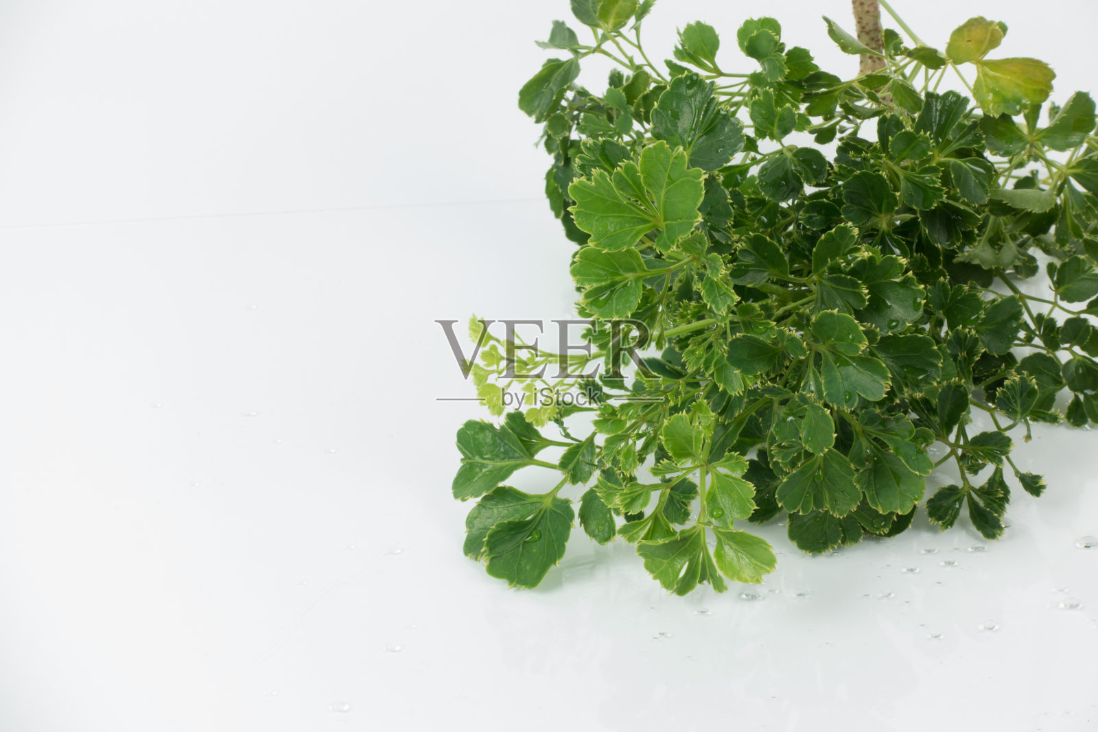 叶子孤立在白色背景上。照片摄影图片