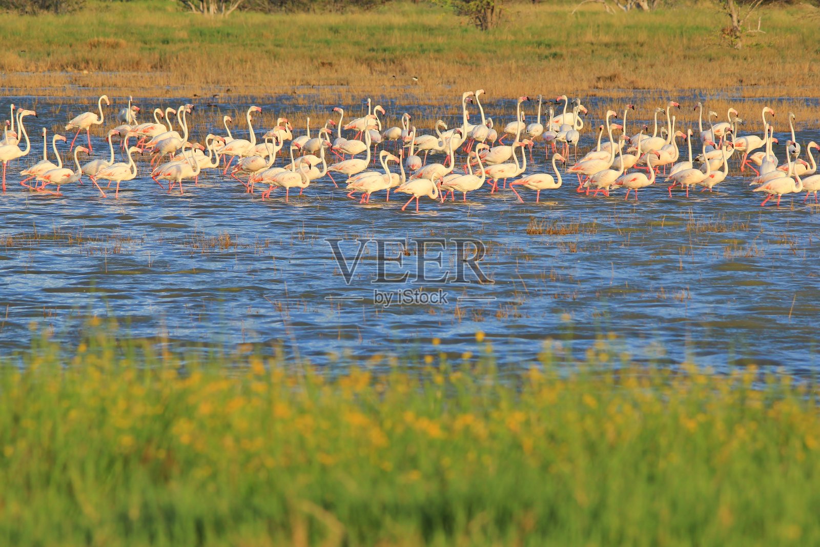 小火烈鸟-非洲鸟背景-颜色在自然界照片摄影图片