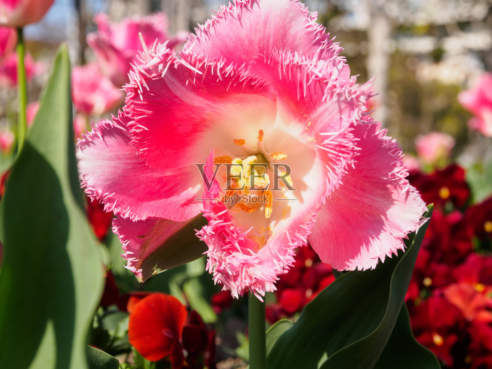 春花系列，黄色的心粉色的郁金香照片摄影图片