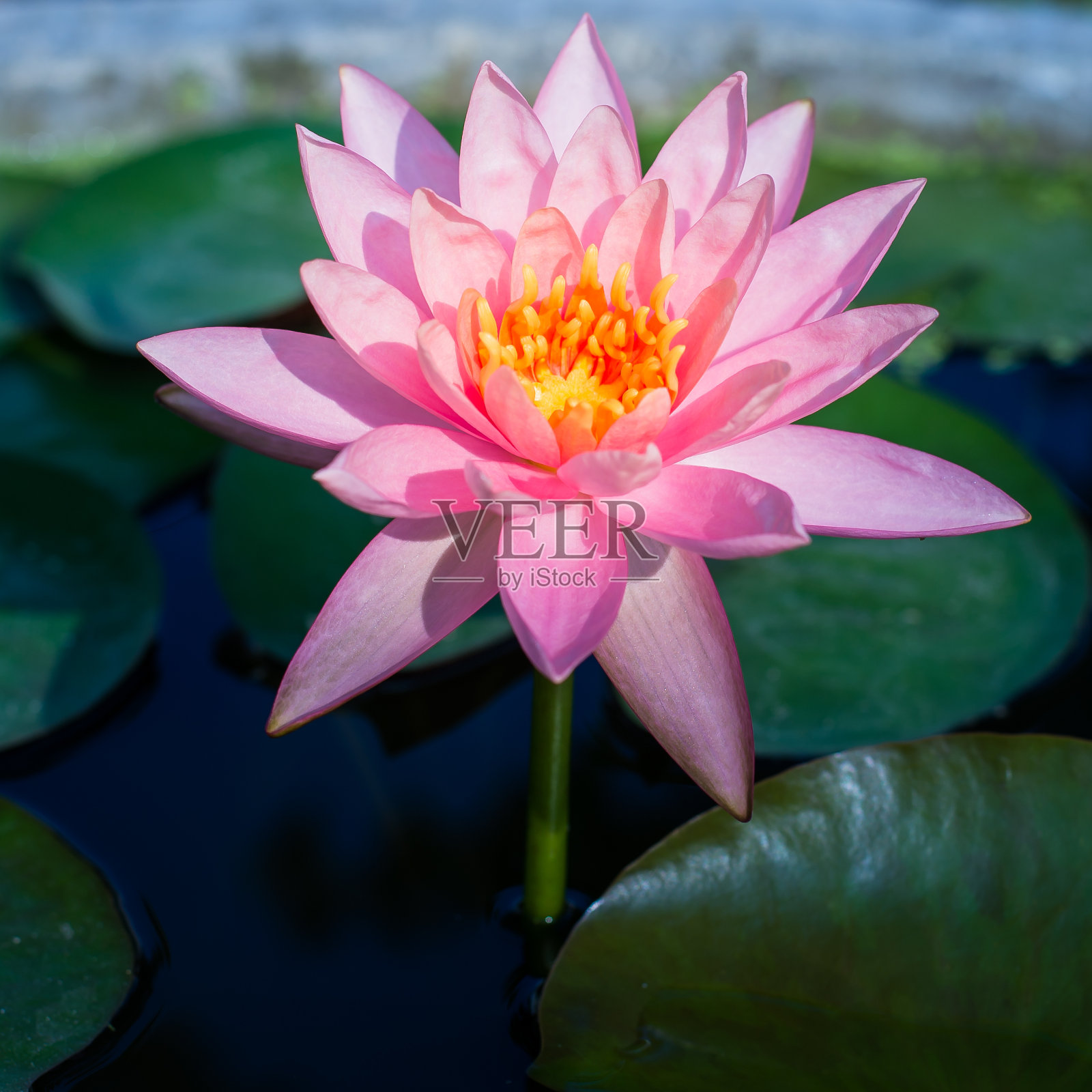 池塘里美丽的粉红色睡莲或荷花照片摄影图片