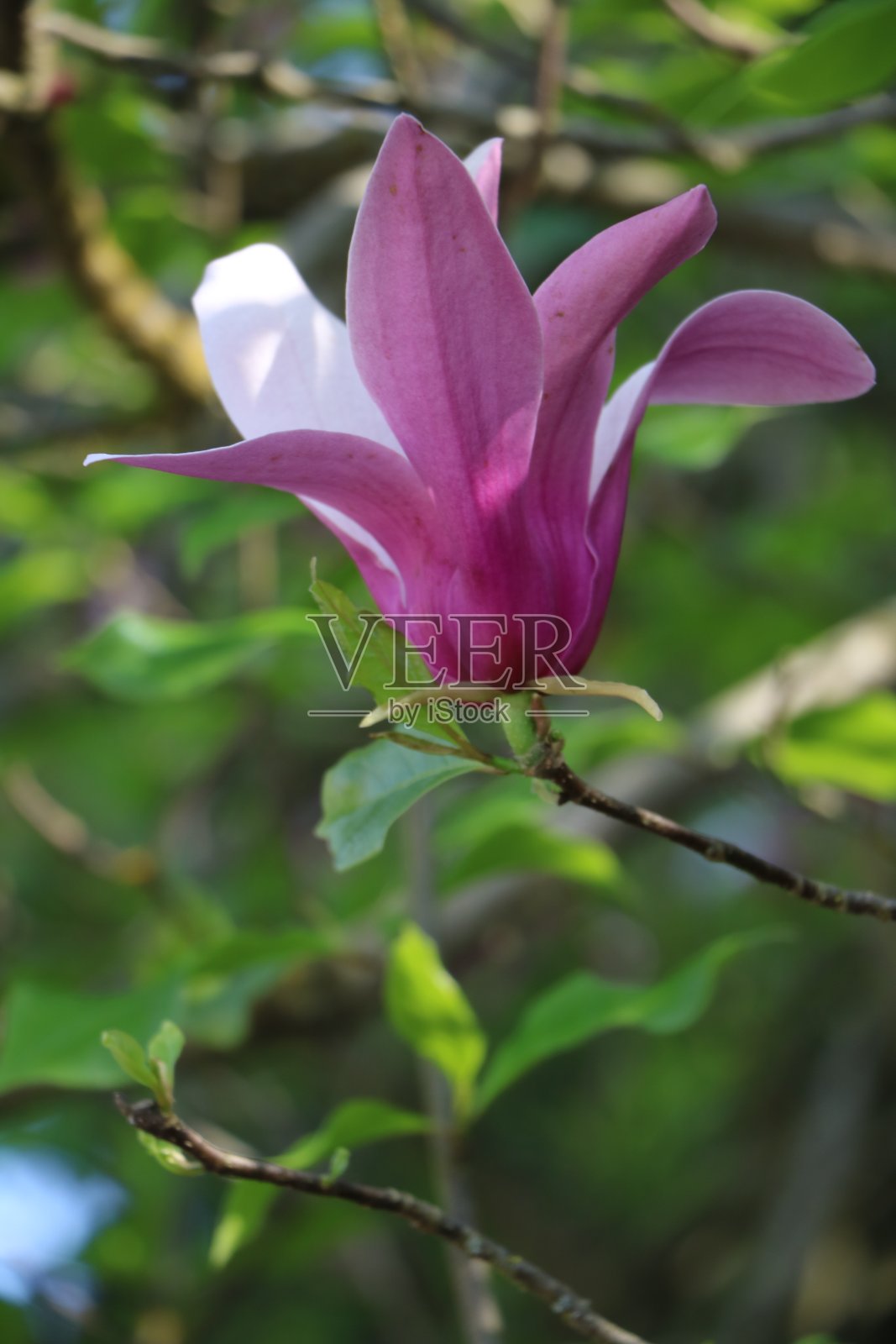 一朵紫色的郁金香照片摄影图片