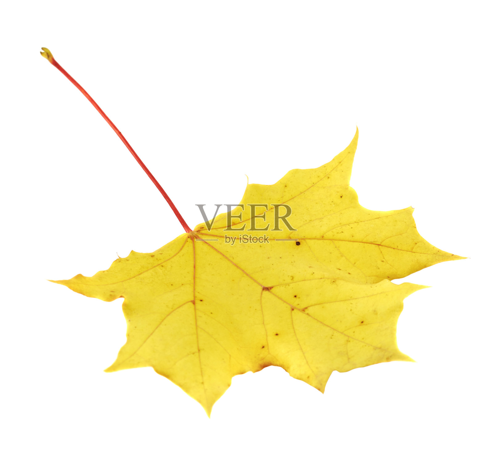 枫叶孤立在白色之上照片摄影图片