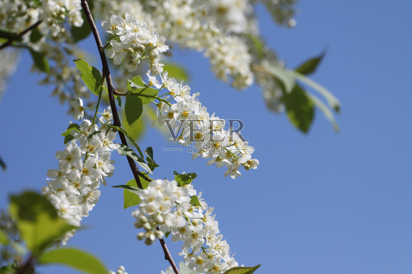 鸟在春天樱花盛开照片摄影图片