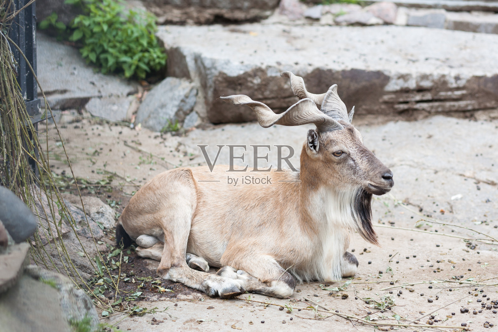 莫斯科动物园的马克尔照片摄影图片