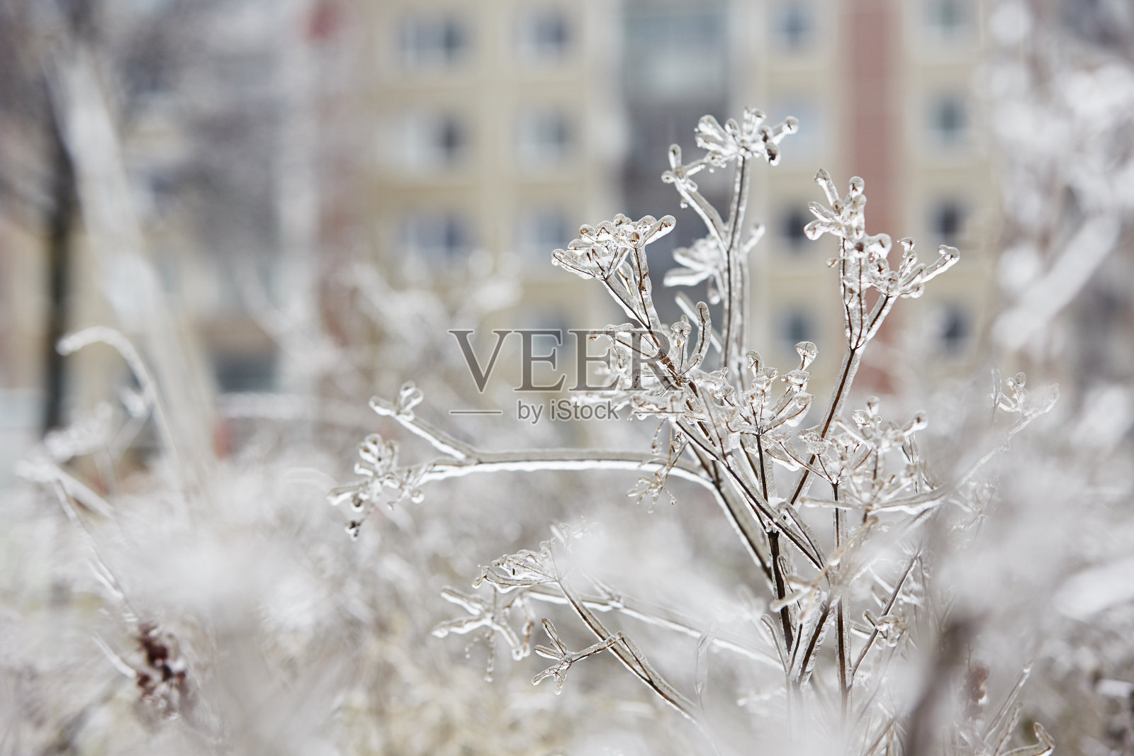 冰冷的雨照片摄影图片