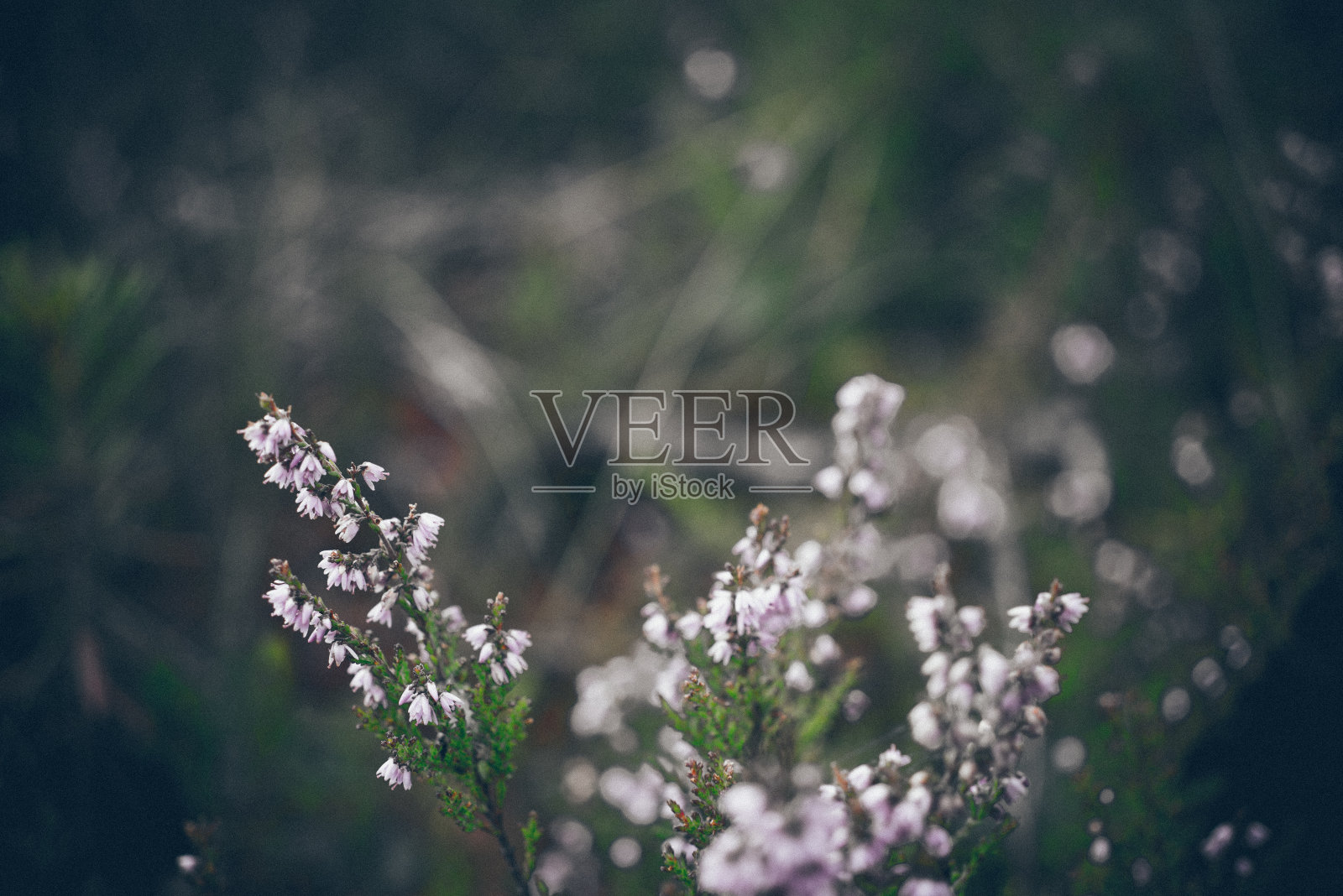 美丽的绿色植物的特写与模糊的背景。复古的gr照片摄影图片