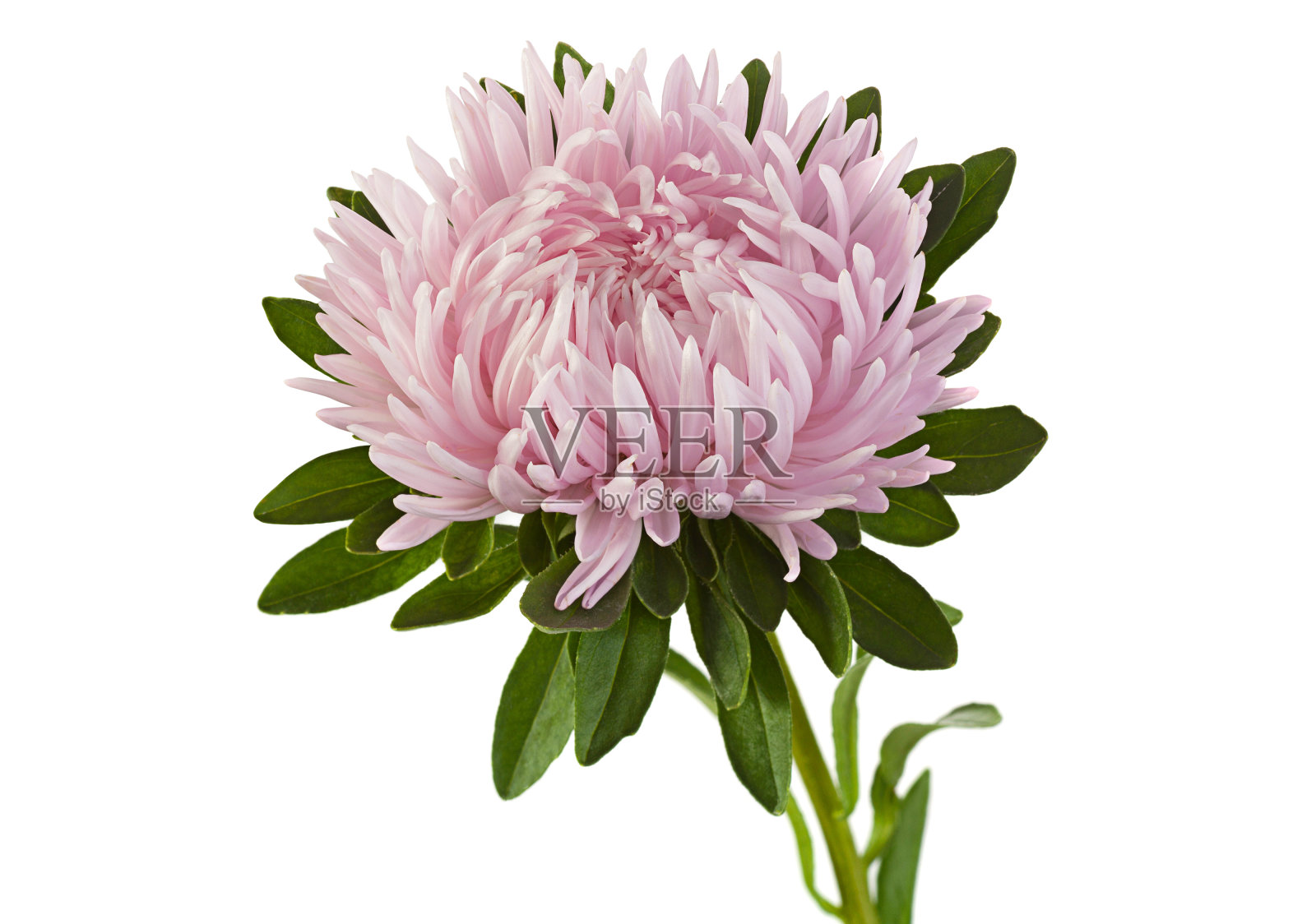 粉红色紫菀花特写照片摄影图片